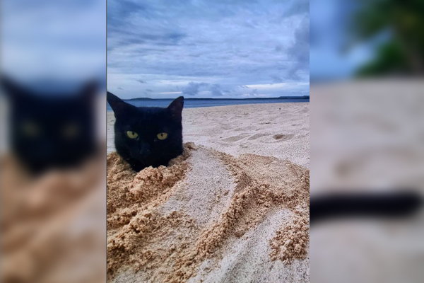 Charcoal the cat, who lives in Tonga, loves being buried in the sand up to his whiskers. Photo / clarkegayford on Instagram