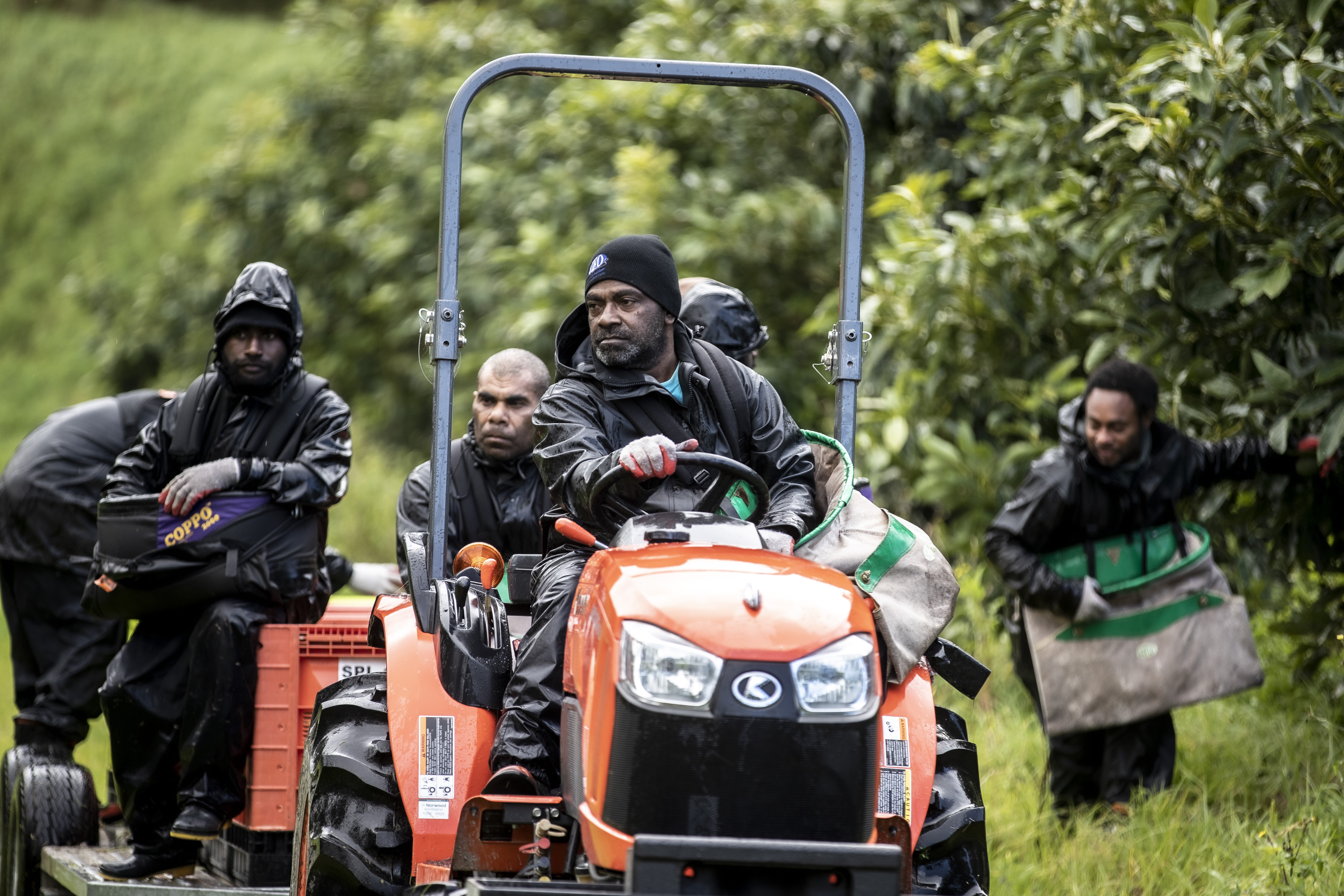 RSE workers from Vanuatu will live on site and pick four days a week over the seven months of the Harbour Edge Avocados harvest. Photo / Michael Craig


