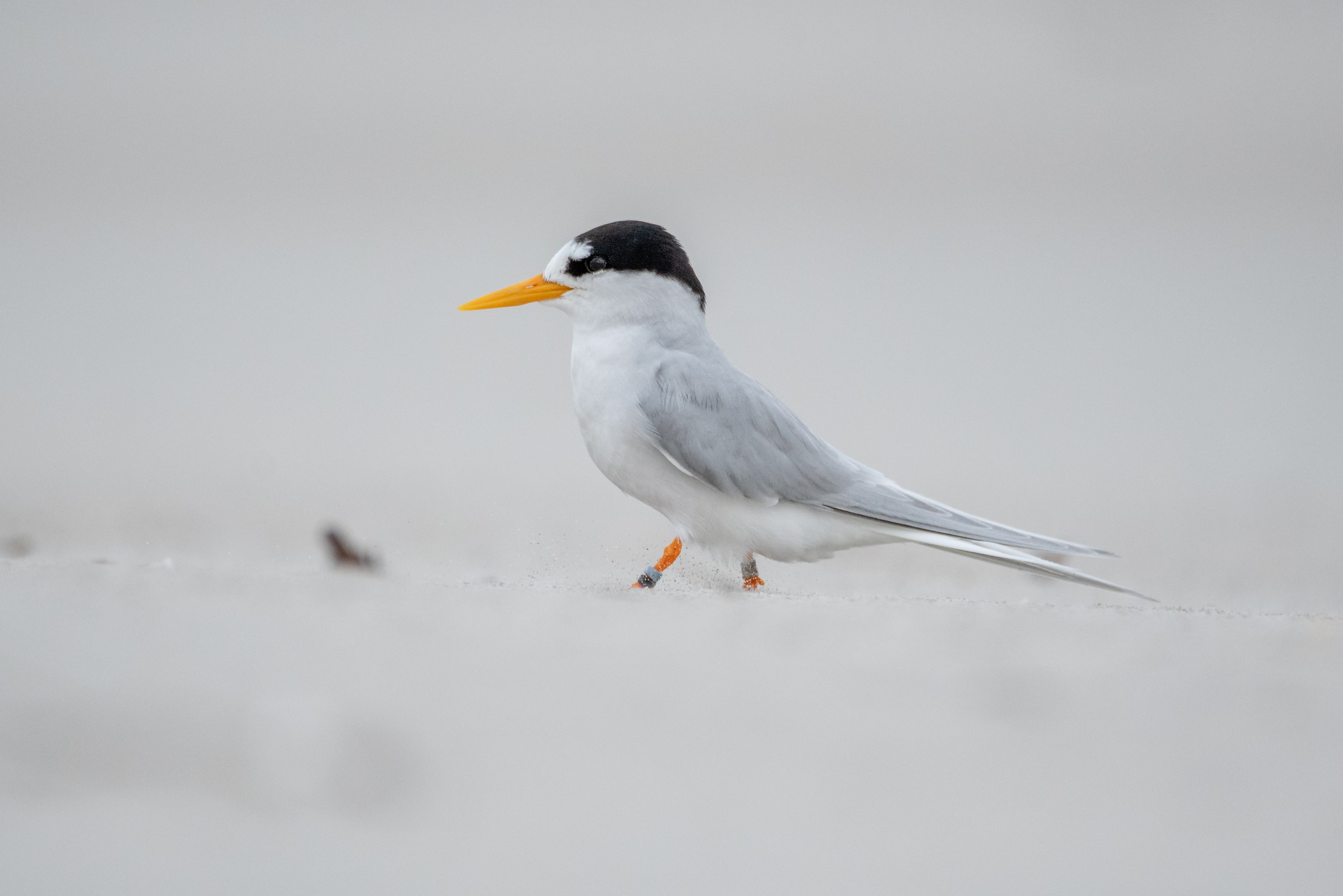 New Zealand's entire population of fairy terns, which live most of the time in Northland, numbers just under 40.  Photo / Jacob Ball