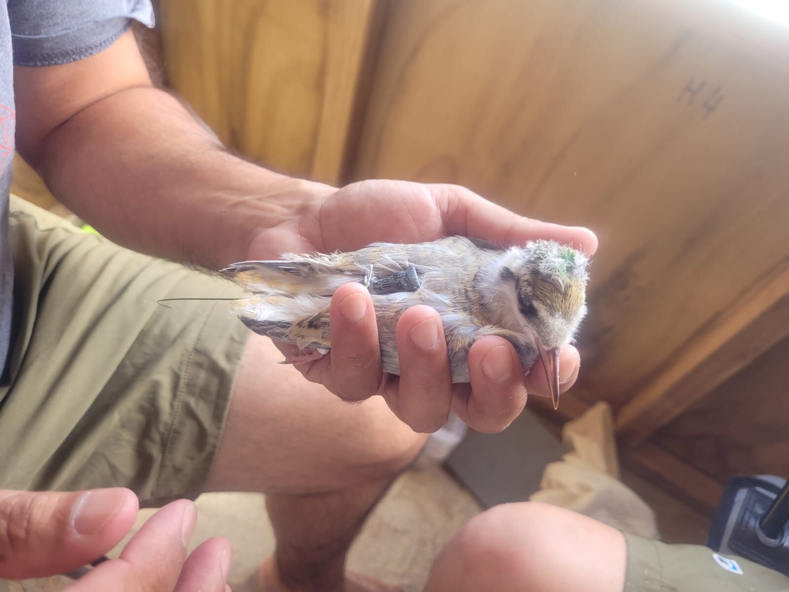 The birds are hand-reared and nursed back into the wild population. Photo / DoC