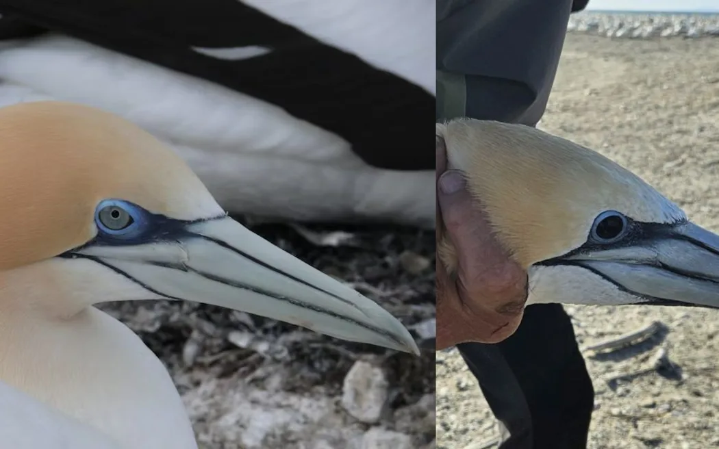 The normal light blue colouration of a gannet's eye (left) versus the black iris (right). Photo / Alison Ballance