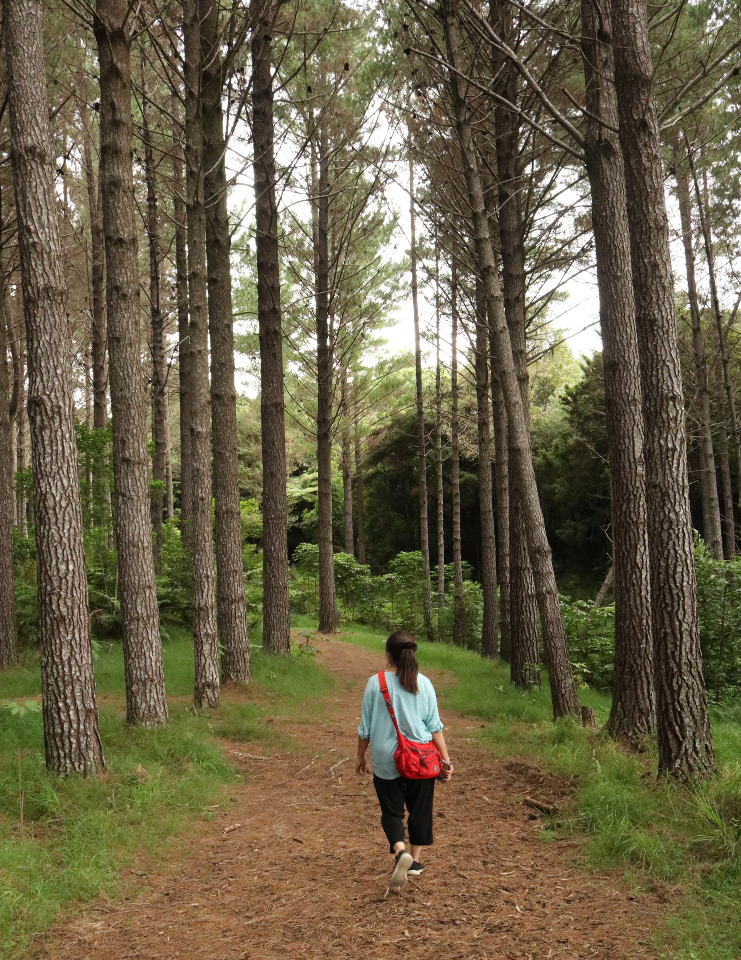 Radiata pine are favoured under New Zealand's carbon sequestration trading scheme, however, native trees can sequester more carbon. Photo / Peter de Graaf