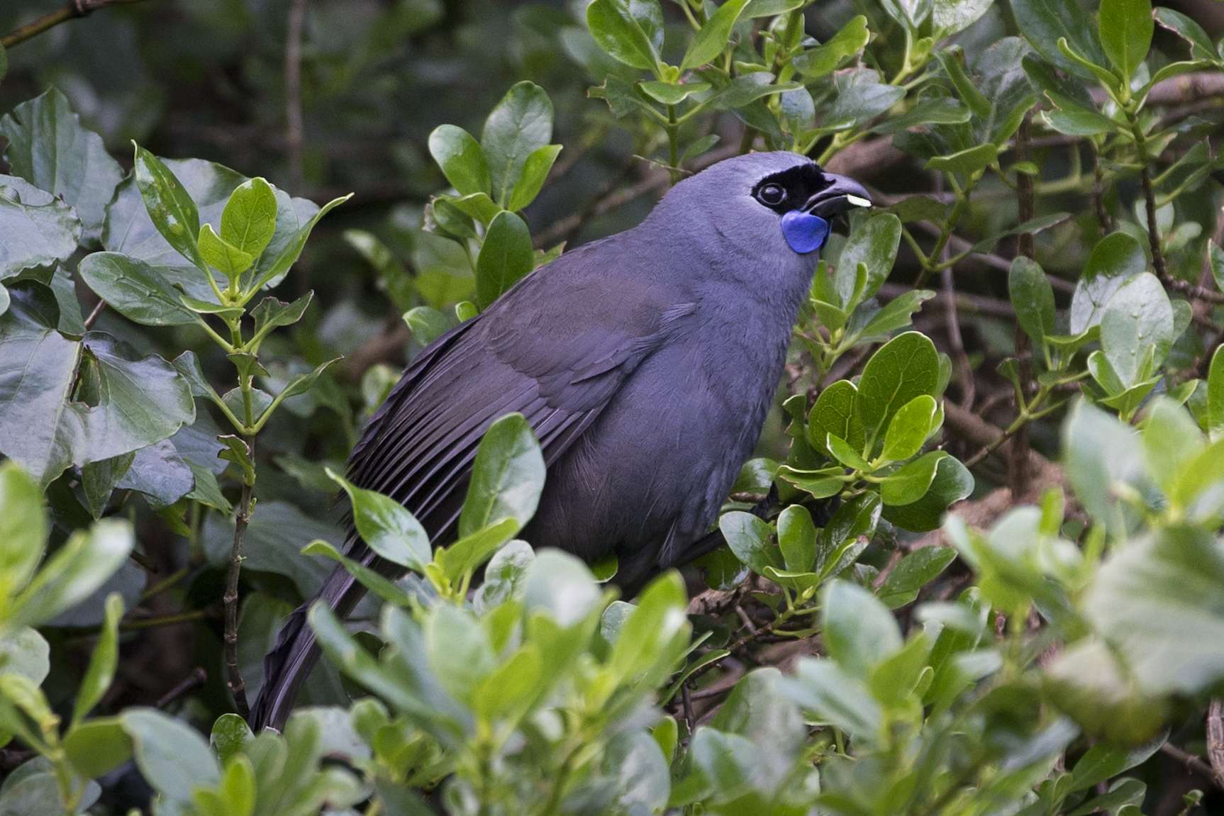 Someone used fake email addresses to vote more than 200 times for the kokako. Photo / Greg Bowker