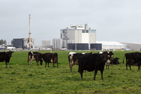 Synlait Milk has too much capacity and too much debt. Photo / File