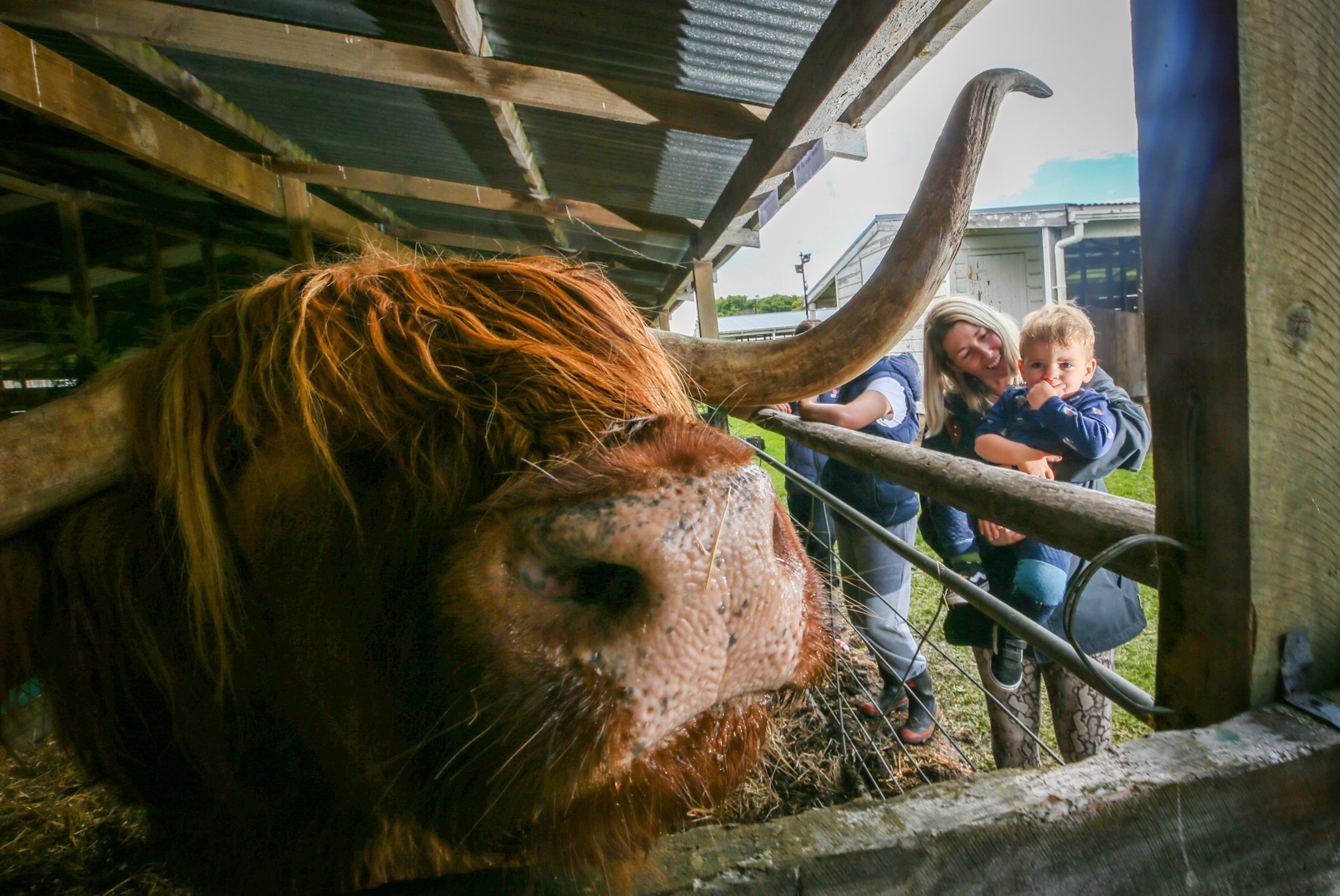 Charlotte Christensen with son Micah, 2, from Havelock North, getting to know a steer on the first day of the 2023 Hawke's Bay A & P Show. Photo / Paul Taylor