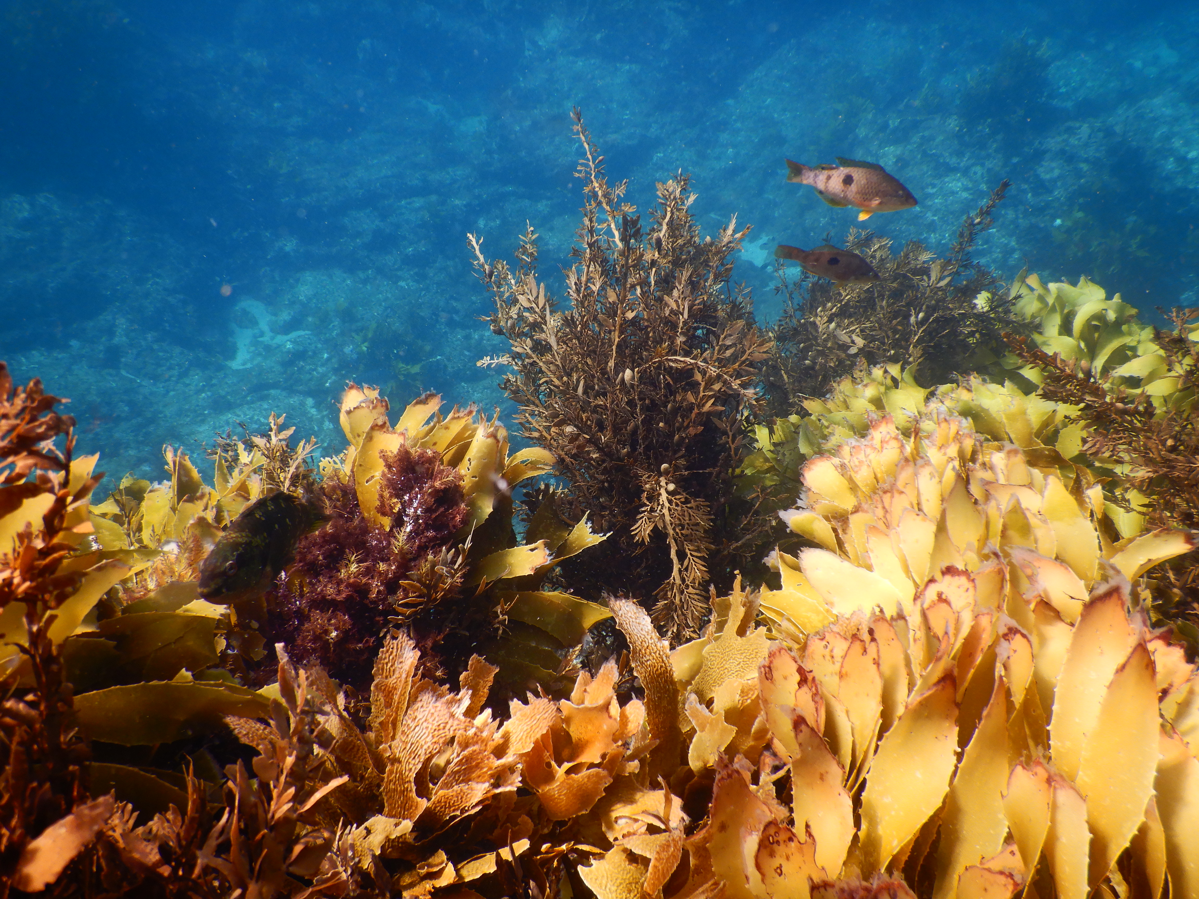 Ceara Wallace said EMR had been bringing people to snorkel at Maitai Bay since long before the rāhui, and 