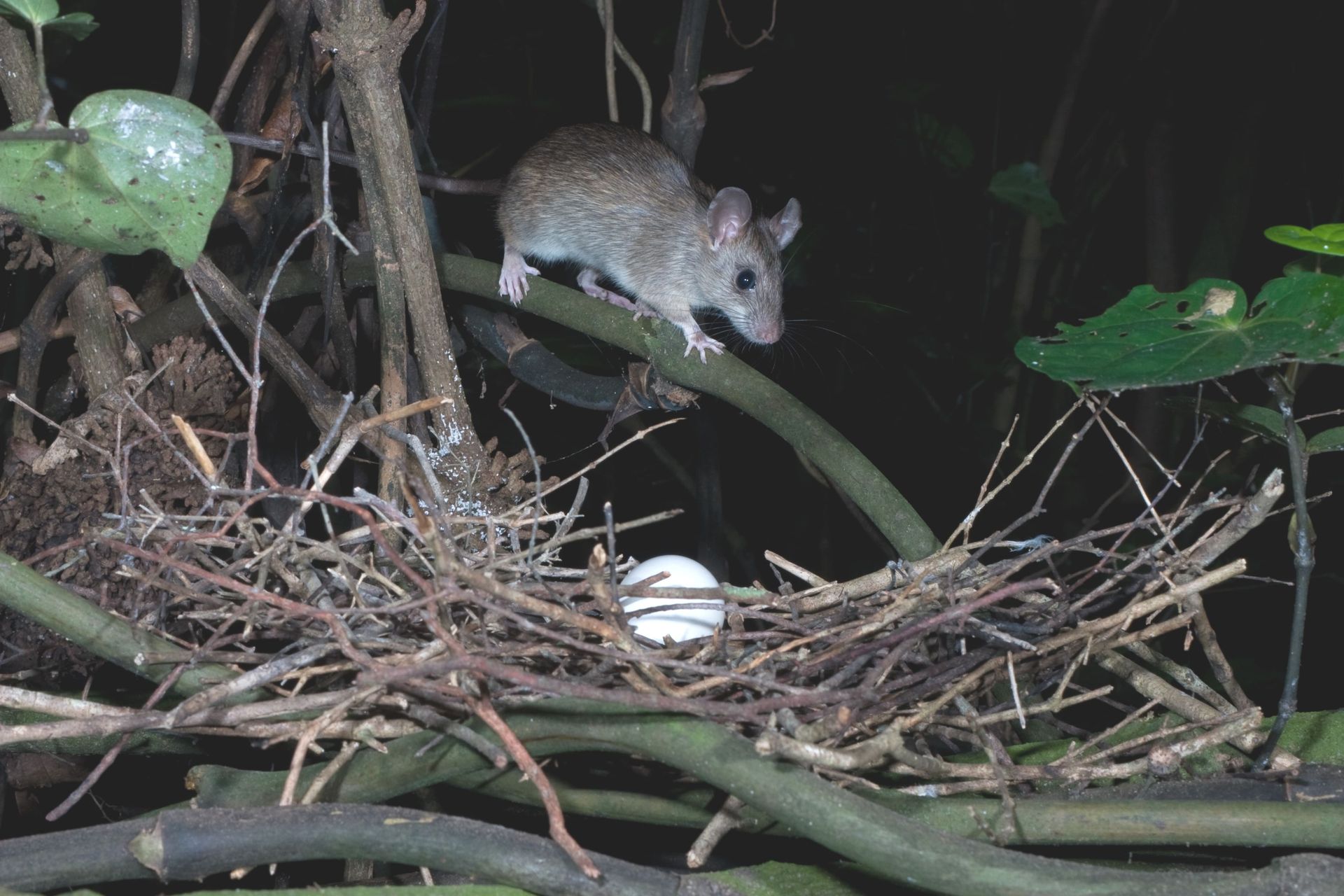 A rat and kereru egg. Pest predators are responsible for the slaughter of 26 million native birds each year. Photo / Nga Manu Nature Images