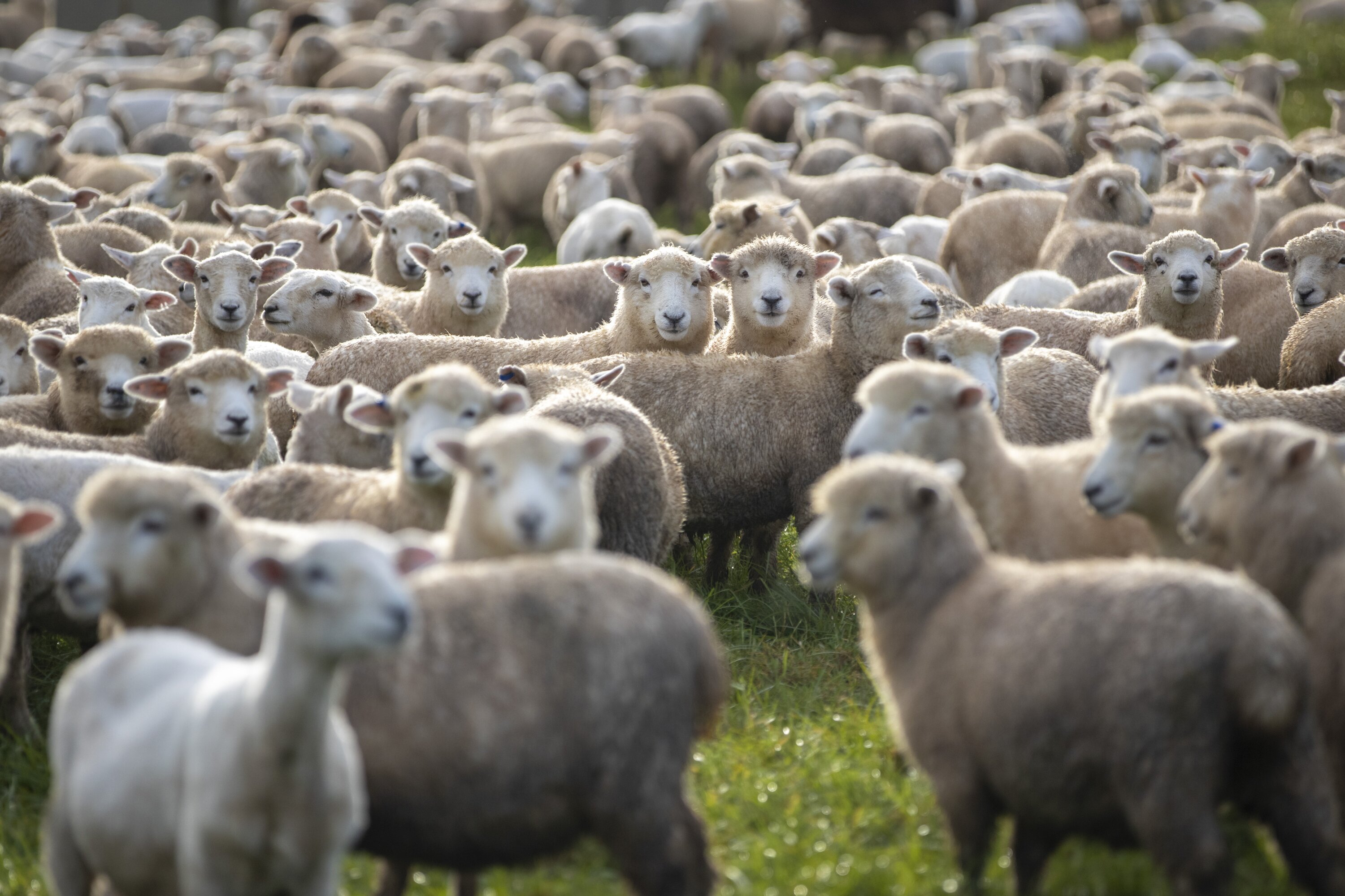 Levamisole was created as an anti-worming drug and is included in sheep and cattle drenches. photo / Michael Craig