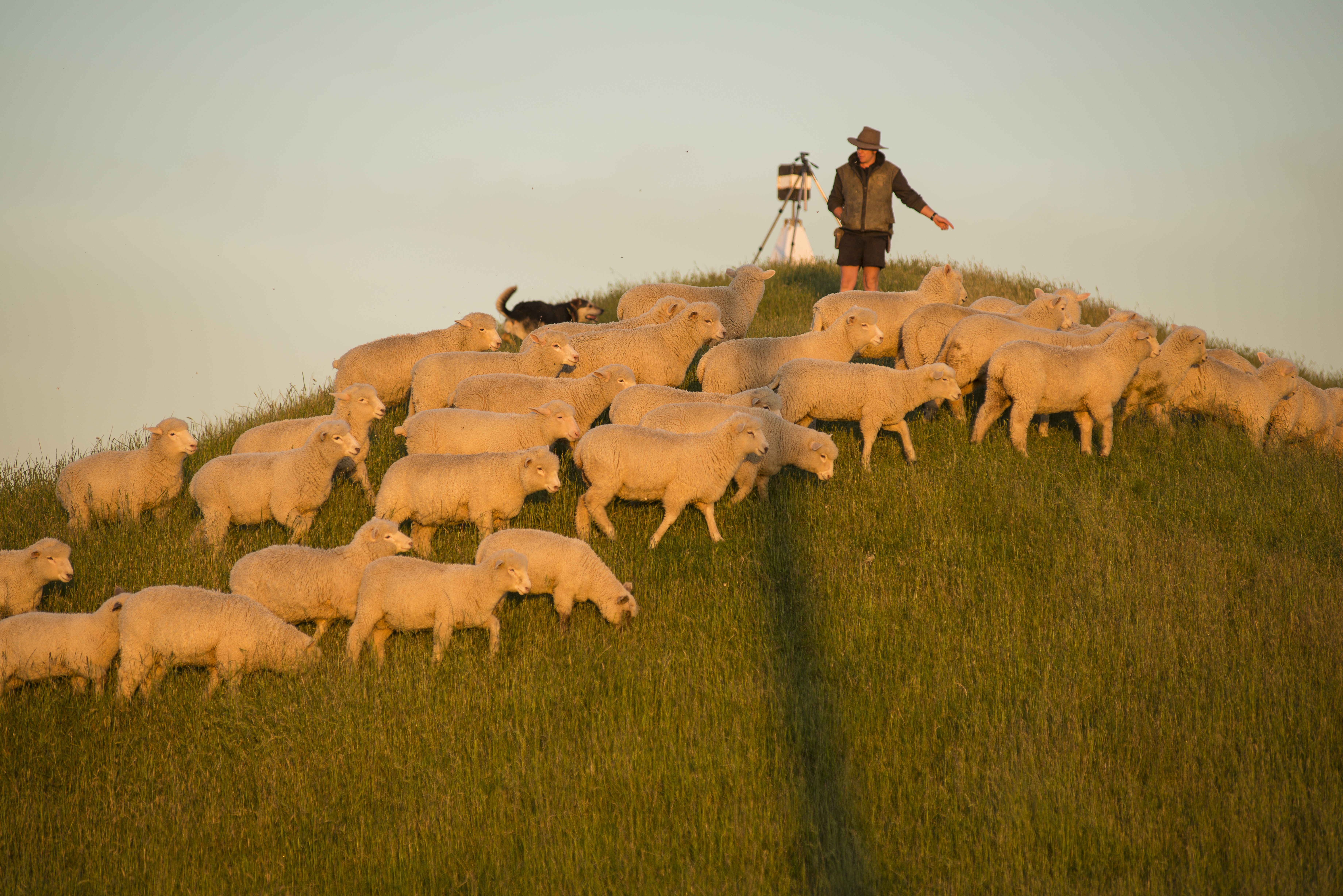 Federated Farmers national meat and wool chairman Toby Williams.