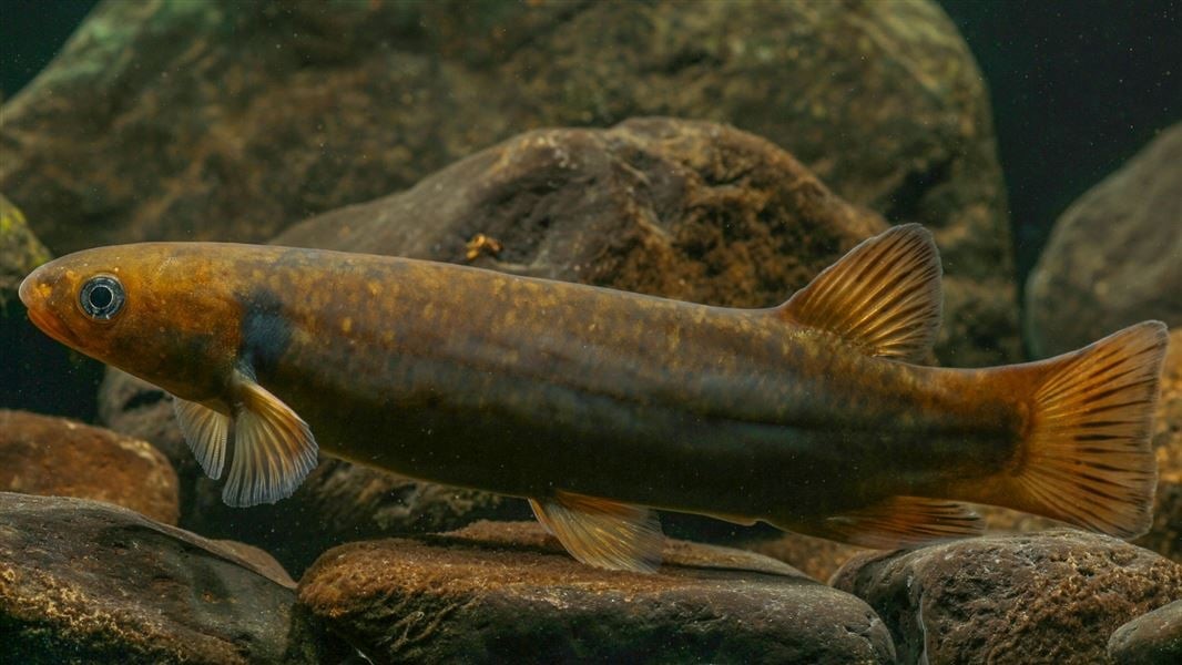 Hawke's Bay Regional Council have confirmed that the rare shortjaw kōkopu, a species of whitebait, lives in northern Hawke's Bay thanks to an innovative technique. Photo / DoC
