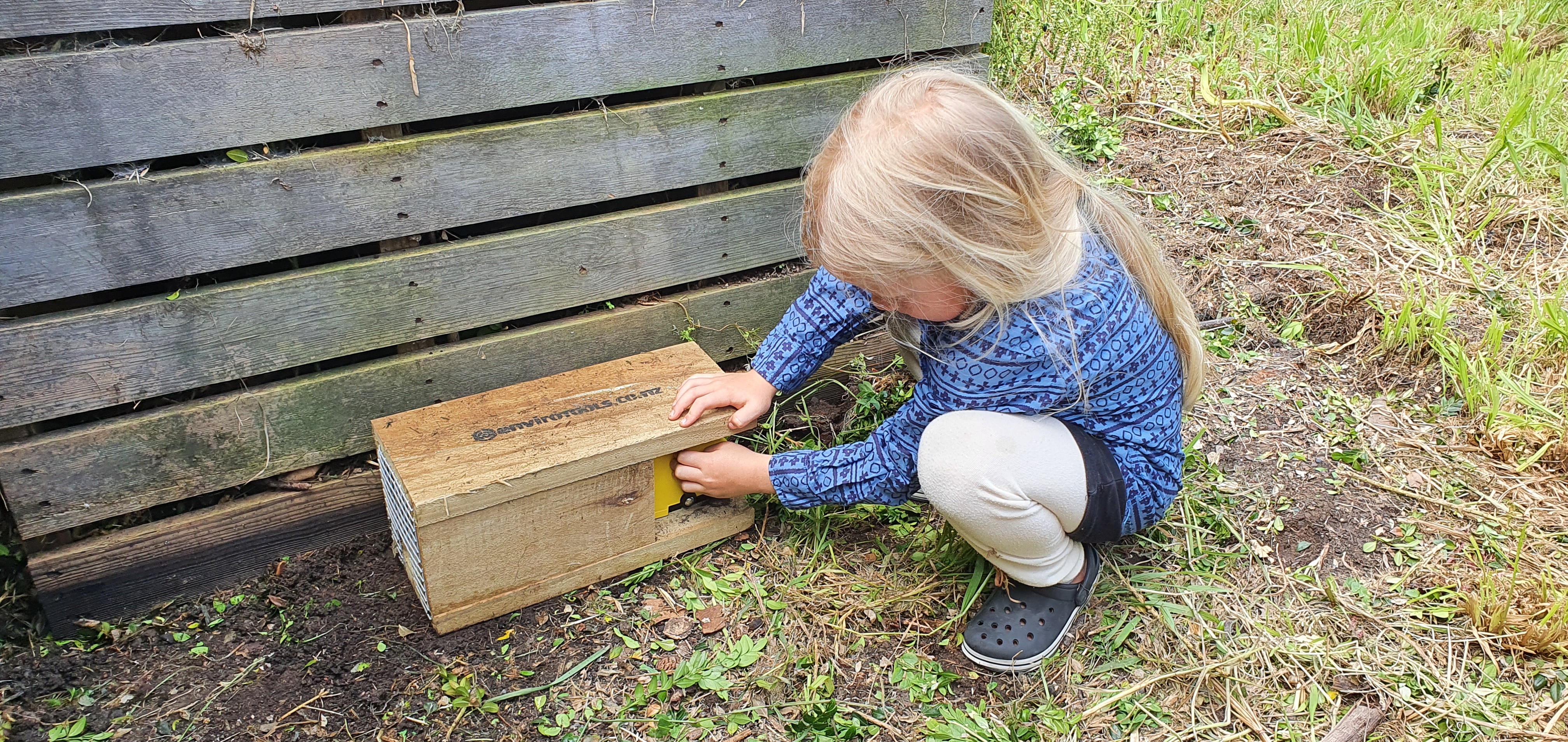 Riley Hossack, 6, is in charge of regularly checking predator traps to keep the skinks safe.