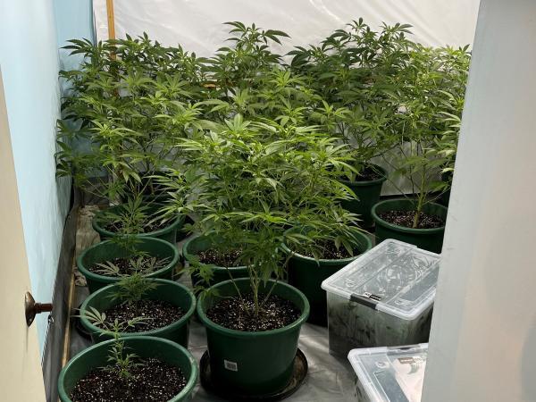 Some of the cannabis seized by police during Thursday's search warrants around the upper North Island. Photo / NZ Police