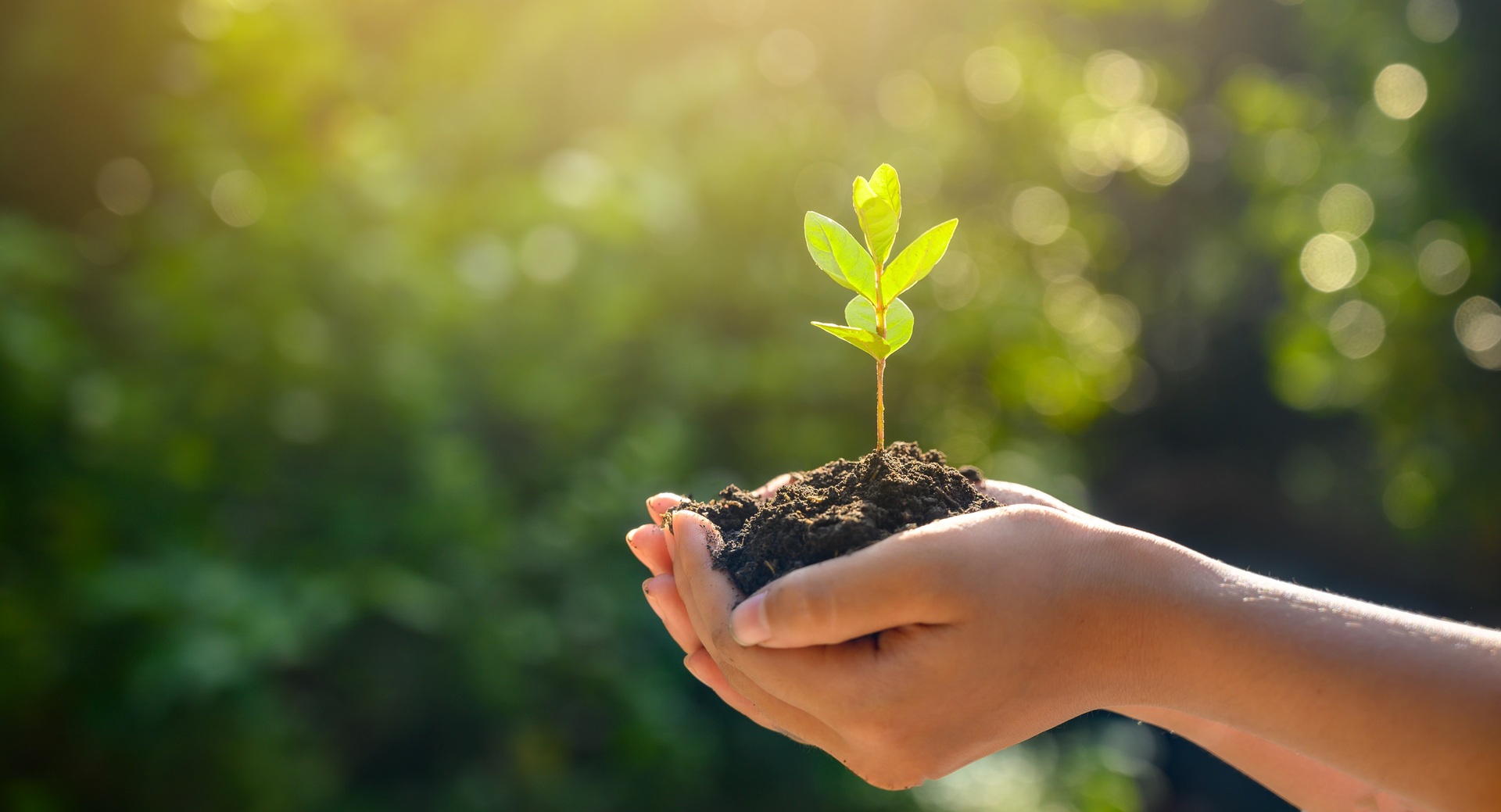 Planting trees is one of the ways we can help the environment Photo / Getty Images