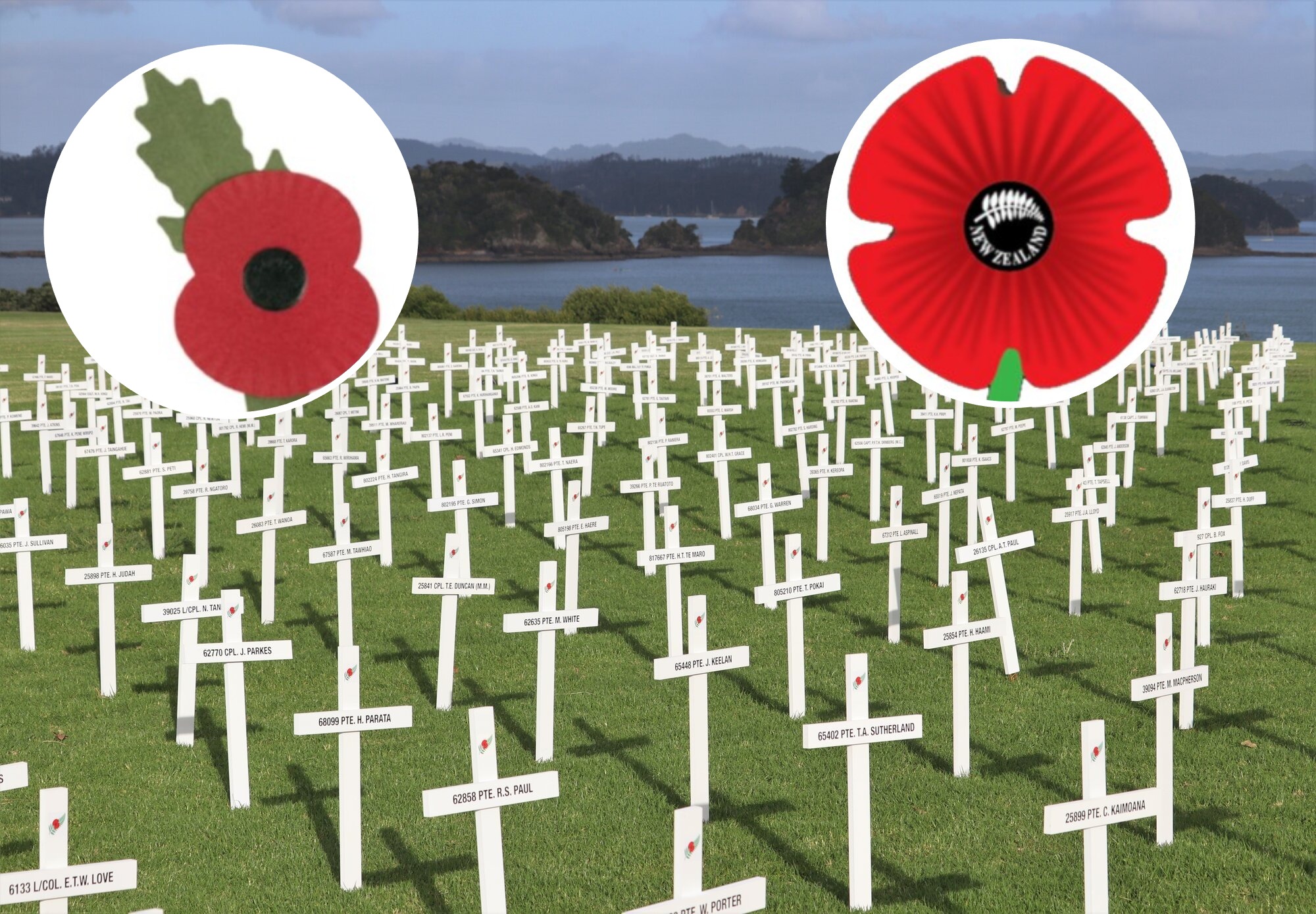 The schism in the RSA movement will see two new poppies for Poppy Day 2026. On the left, the poppy being imported by the NZ Returned and Services Association is a British poppy that marks Armistice Day. It carries an oak leaf set at 11 o'clock to mark the end of conflict in World War I. The poppy on the right is from the Auckland Veterans Association, among the group of rebel RSAs that broke away from the national body. It uses a variation on the traditional poppy but has a fern and the words 'New Zealand' on the black centre.