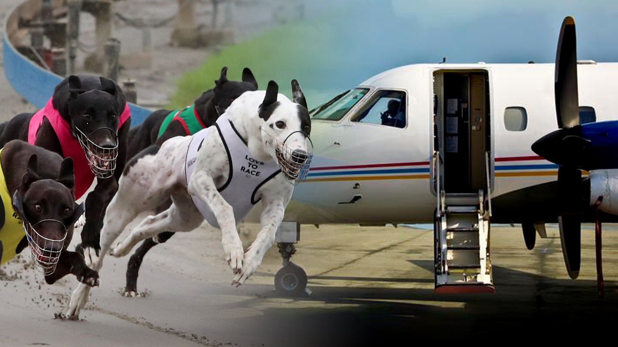 Rennell says any dogs relocating to Australia would be subject to welfare oversight and racing regulations. Photo / Herald composite