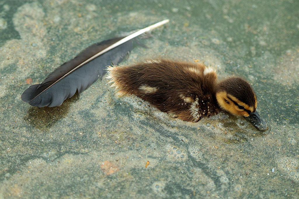 A duckling swims through algae in the Lincoln Memorial Reflecting Pool in Washington, DC. Photo /Getty Images