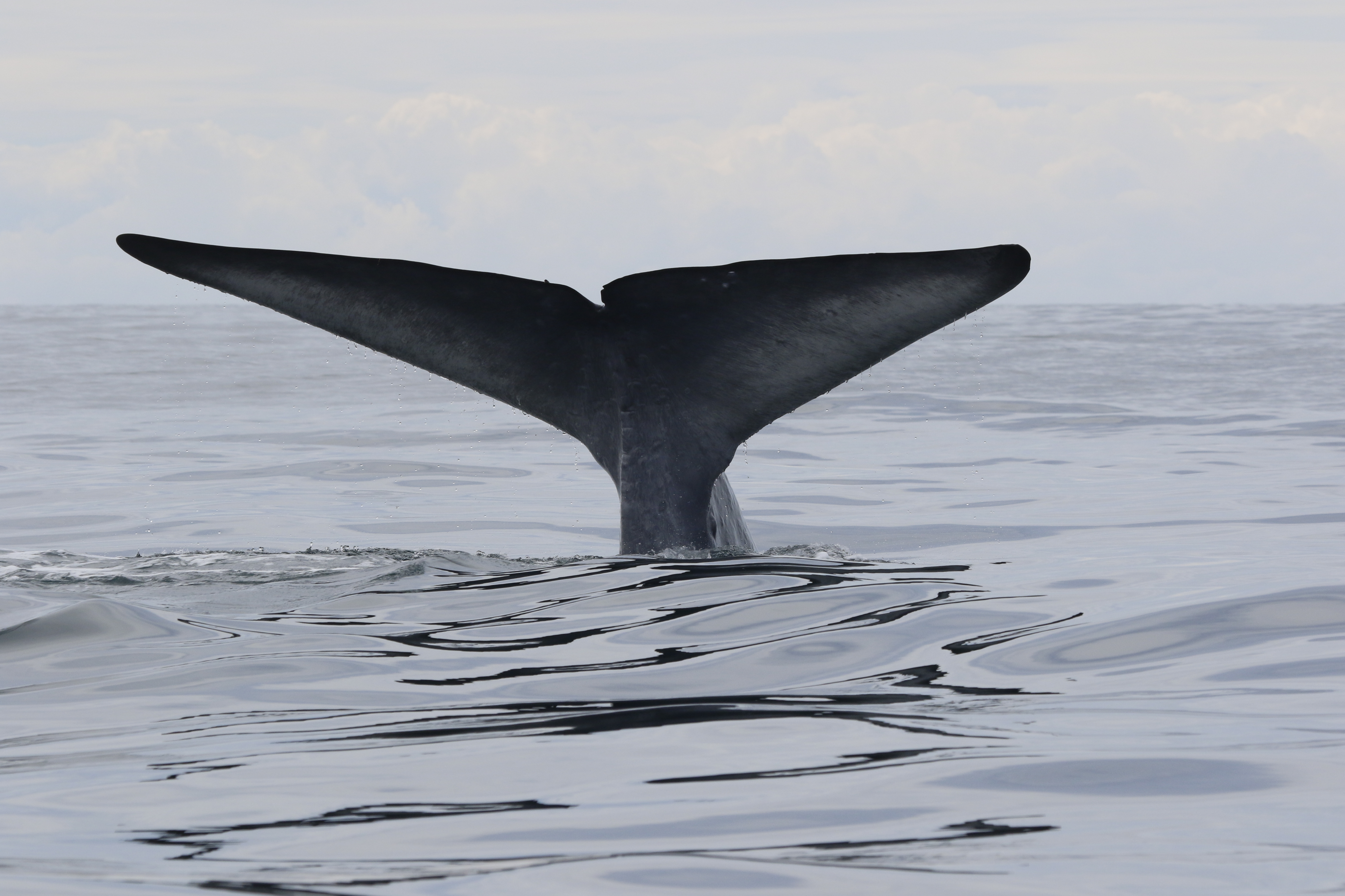 A blue whale raises its fluke for a deep dive in the South Taranaki Bight, off the North Island's West Coast. Photo / Leigh Torres, Oregon State University