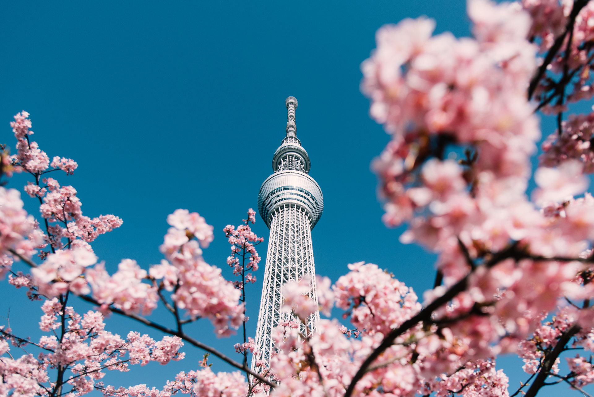 The popular cherry blossom season, and the upcoming Rugby World Cup and Tokyo Olympics, mean Japan is at risk from overtourism. Photo / Getty Images