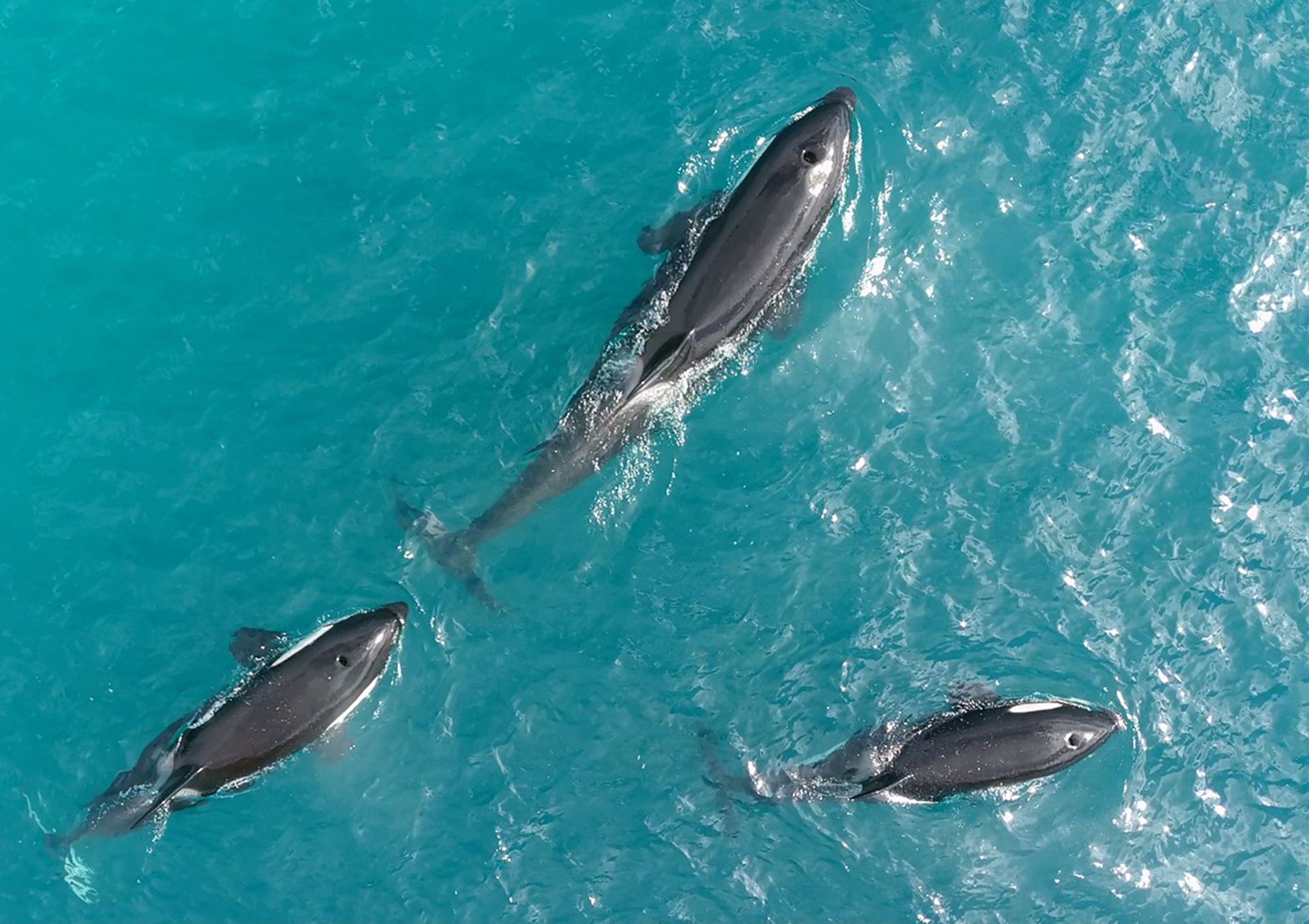Drone photo of Ocra near Tauranga.  Photo / @parallaxerror_ 