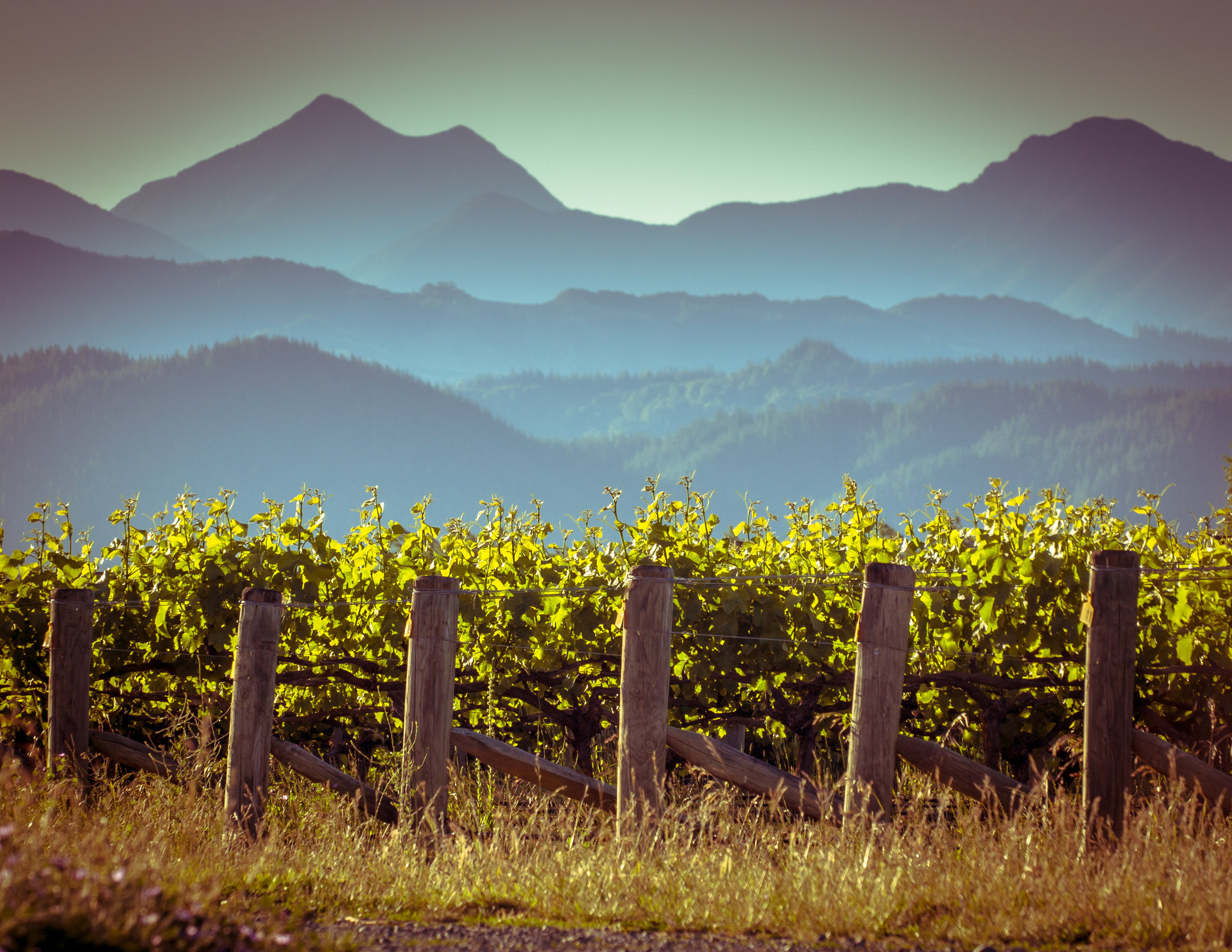 The New Zealand Winegrowers Sustainability Report looked at soil, water, waste, climate change, plant protection and people. Photo / 123rf