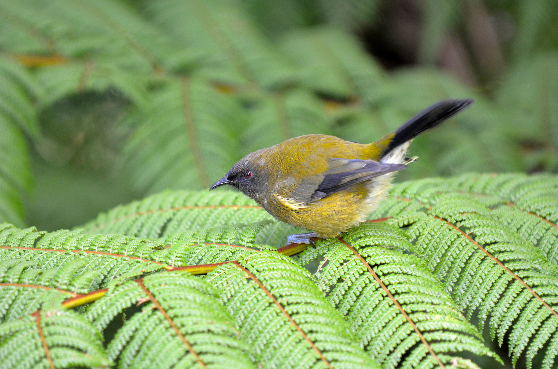 The joy of watching korimako (bellbirds) plunging in and out of the water on Tiritiri Matangi island is something that will stay with Michelle Langstone for a long time. Photo / Getty Images