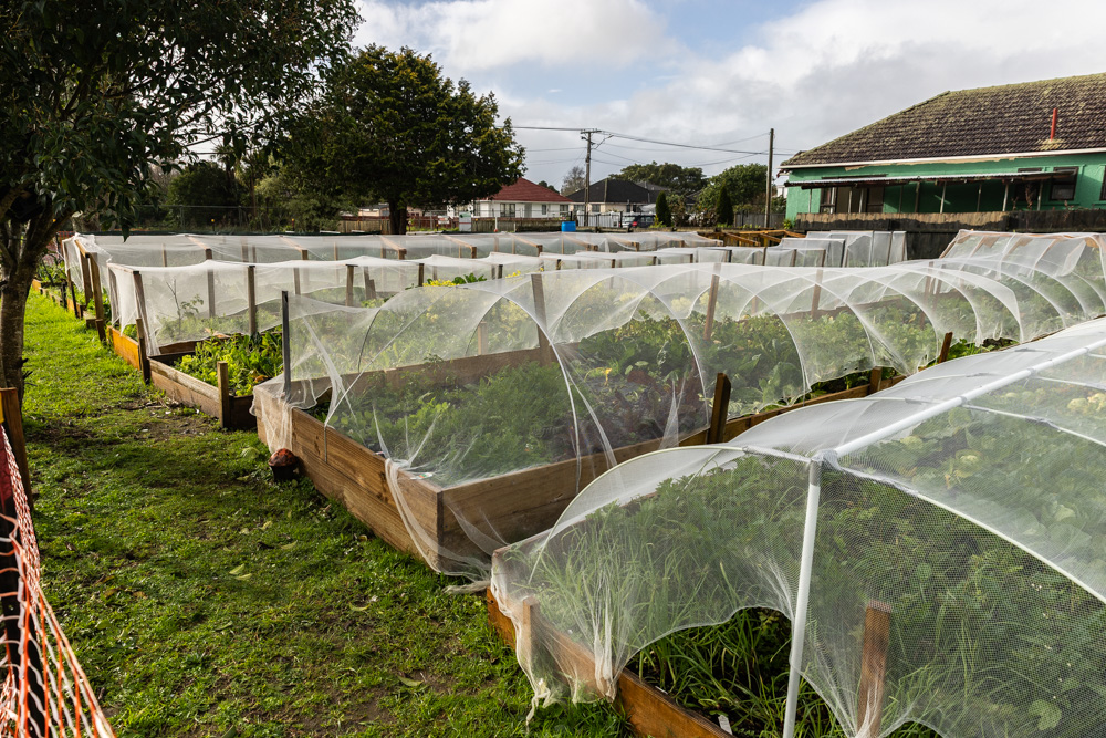 A community vegetable garden in Mt Roskill. Photo / Jason Dorday