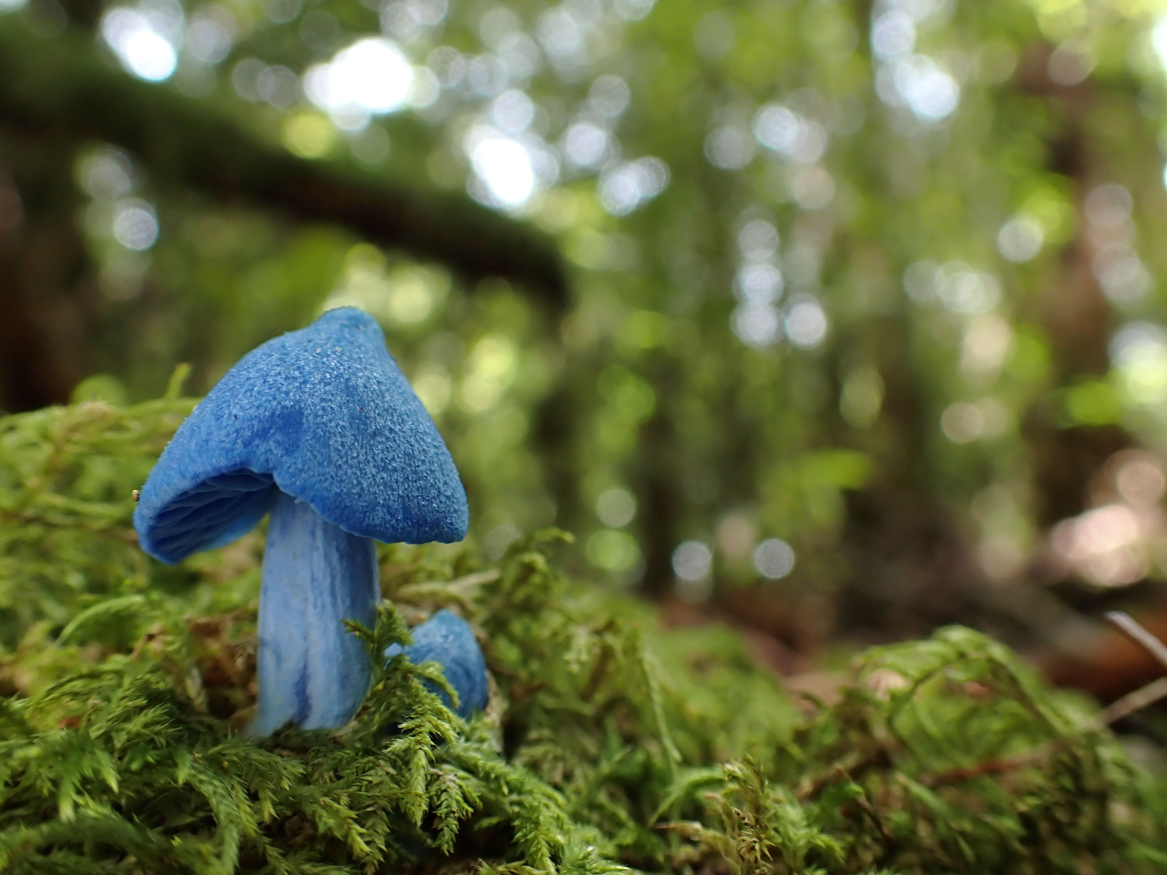 Werewere-kōkako mushrooms are fascinating for their bright blue hue. Photo / Getty Images