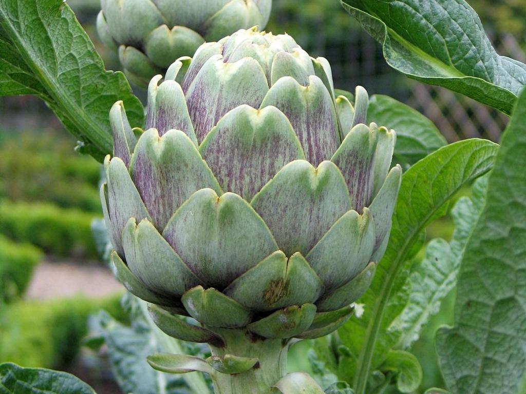 A fresh globe artichoke. Photo / Supplied