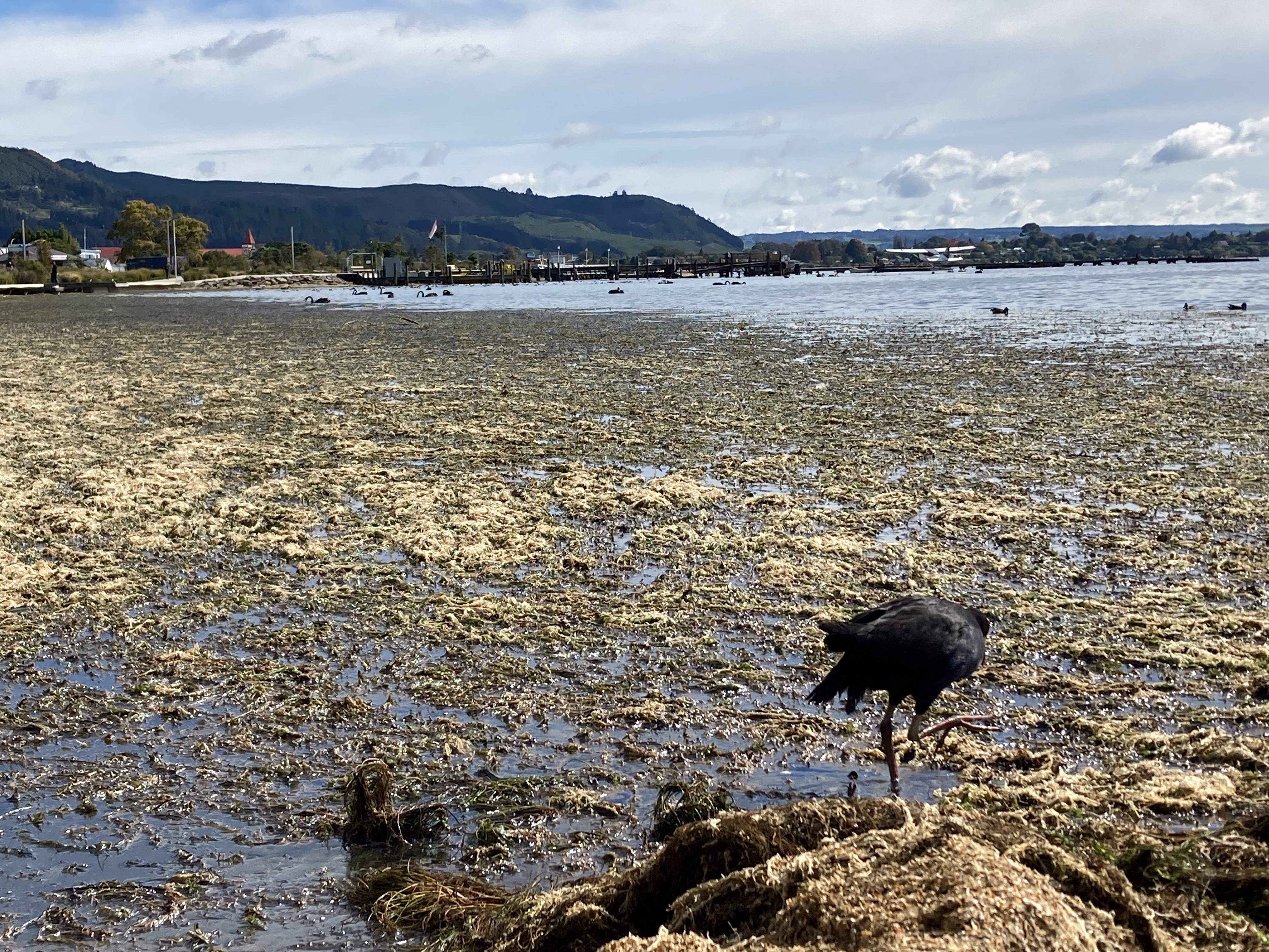 Lake weed has blanketed Rotorua's lakefront. Photo / Laura Smith