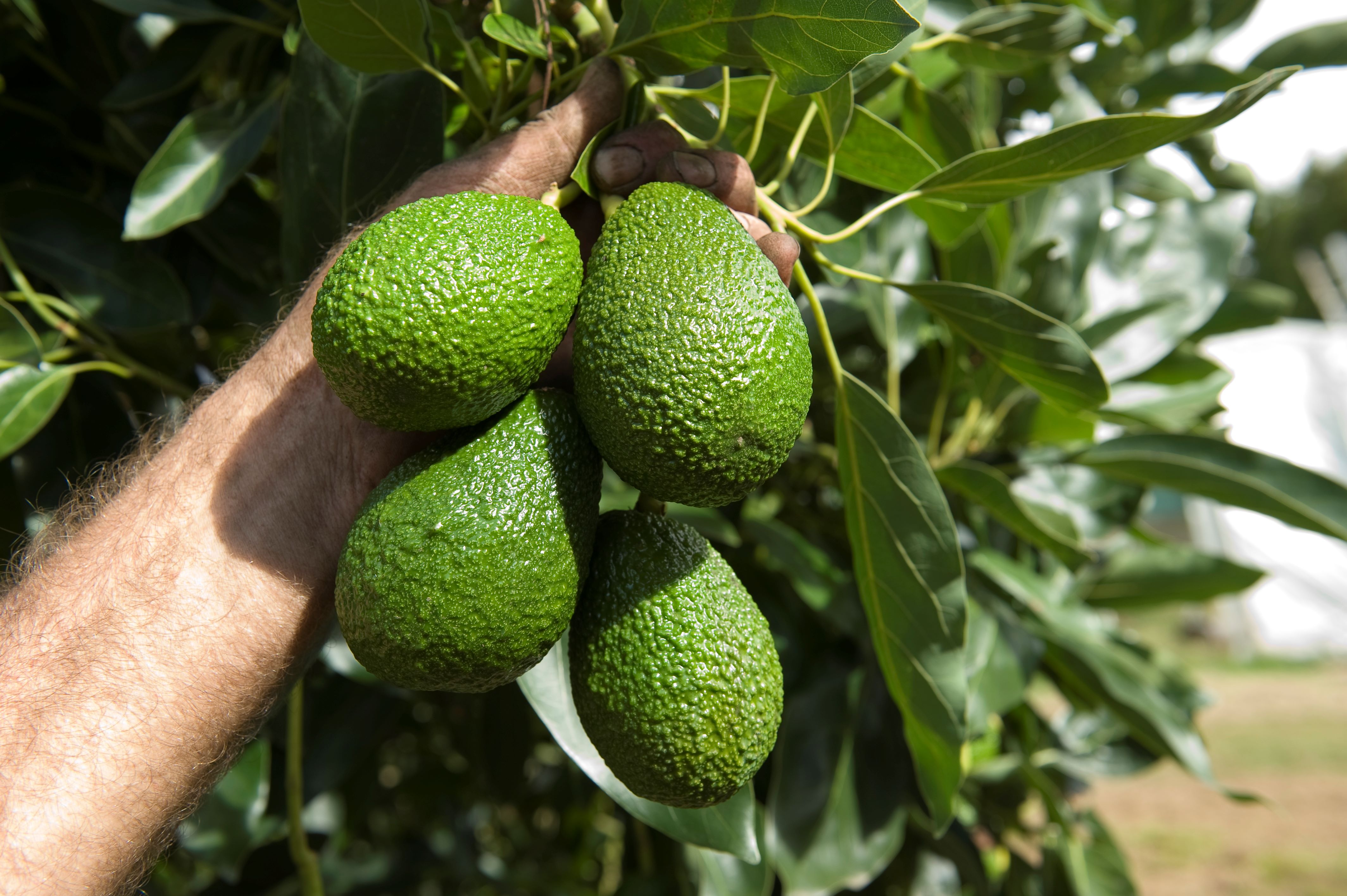 Avocado oil is probably the closest alternative to olive oil, with a subtle buttery taste but no bitterness. Photo / Supplied