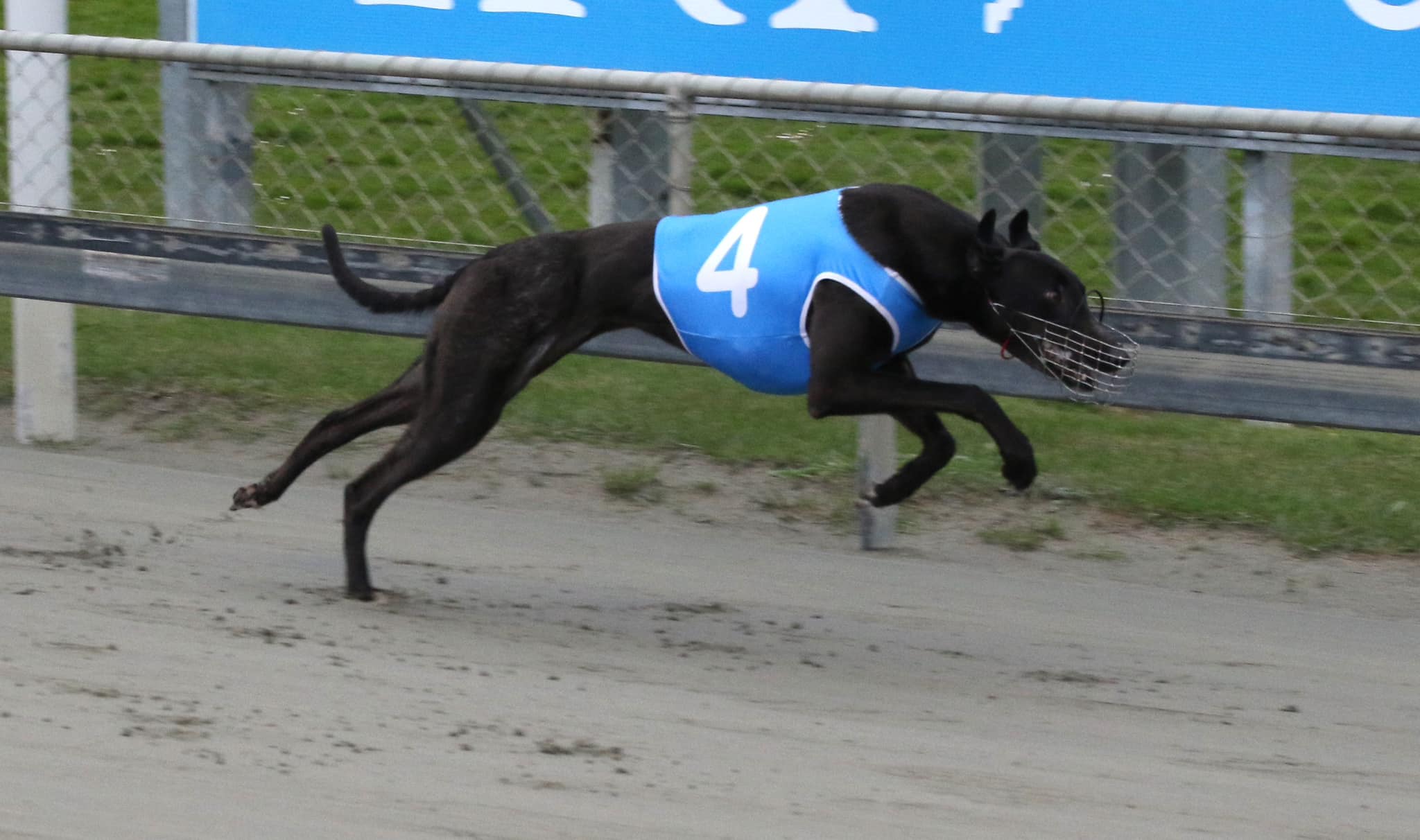 Racing Minister Winston Peters has indicated animal welfare is of upmost importance, but greyhound dogs also love racing. Photo credit: Dave Robbie