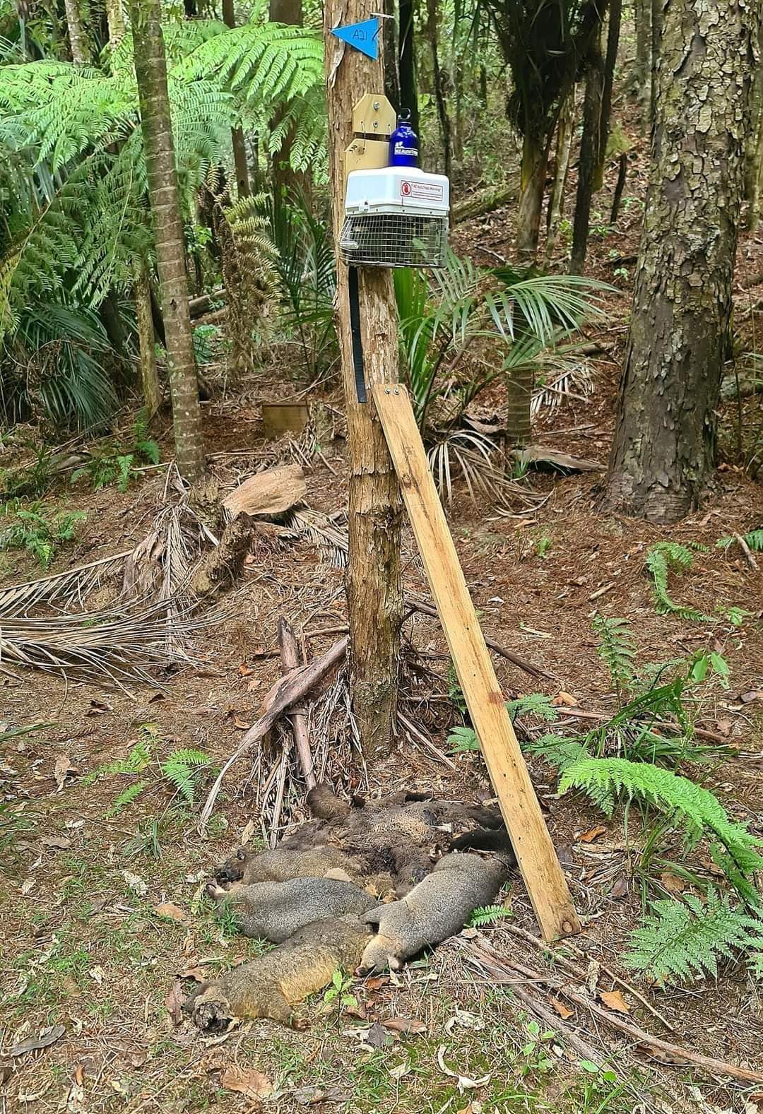 NZ AutoTraps - Automatic self resetting possum and rat trap