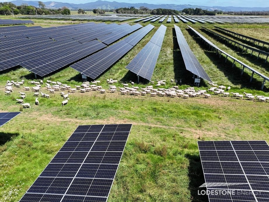 Sheep can graze beneath and between the solar panels, which are at least 2m off the ground.