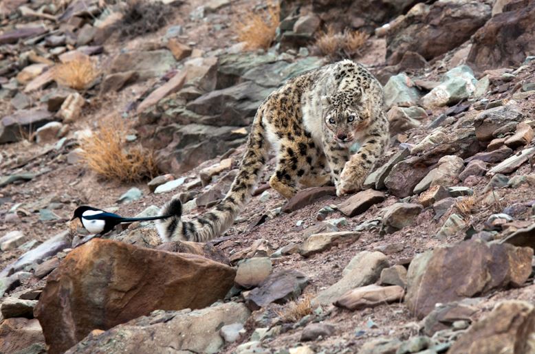 The elusive, and barely visible, snow leopard in India. Photo / Getty Images