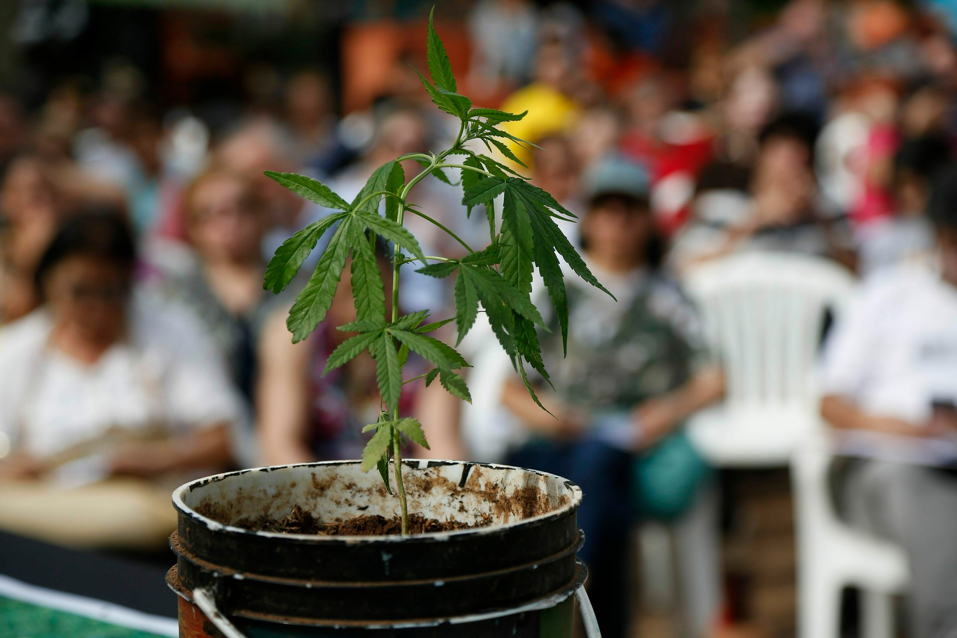 The brain is abnormally vulnerable during adolescence, psychiatrists say. Photo / AP
