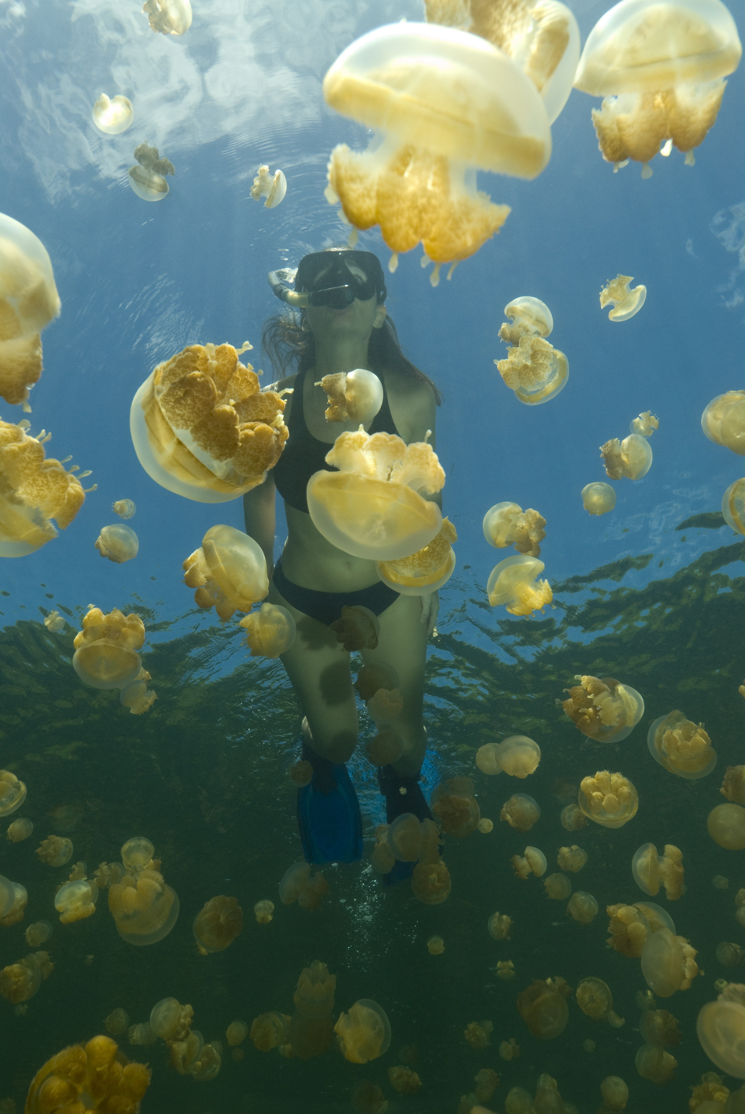 17 Recomended Jellyfish chair nz for Wedding Ideas