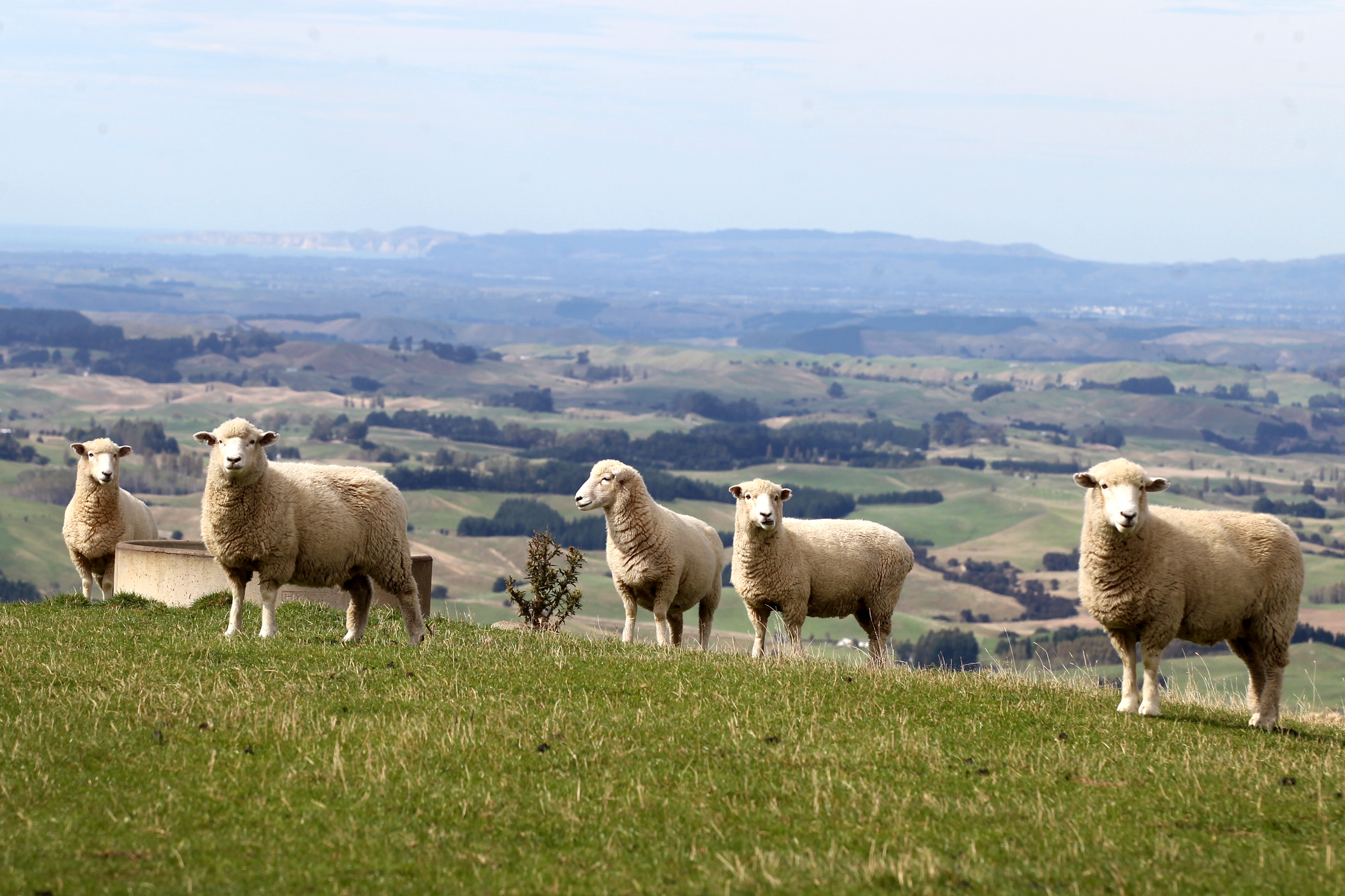 Sheepmeat export volumes rose by 3 per cent but the value was down 14 per cent to $3.7 billion.