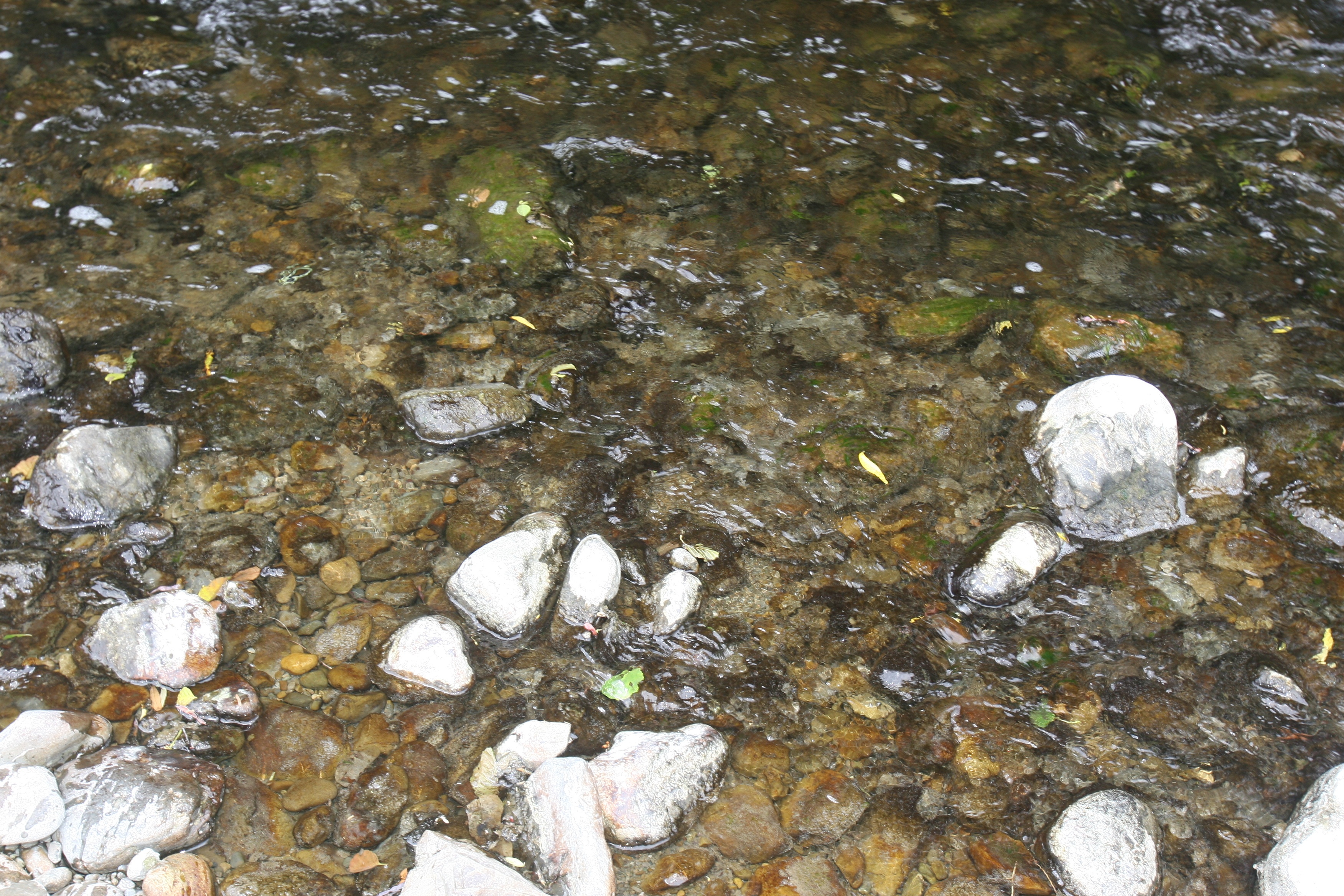 Tragic dog death prompts warning over river algae - NZ Herald