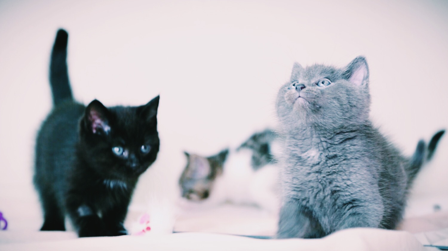 Meow Uber Kittens Coming To Auckland Wellington - Nz Herald