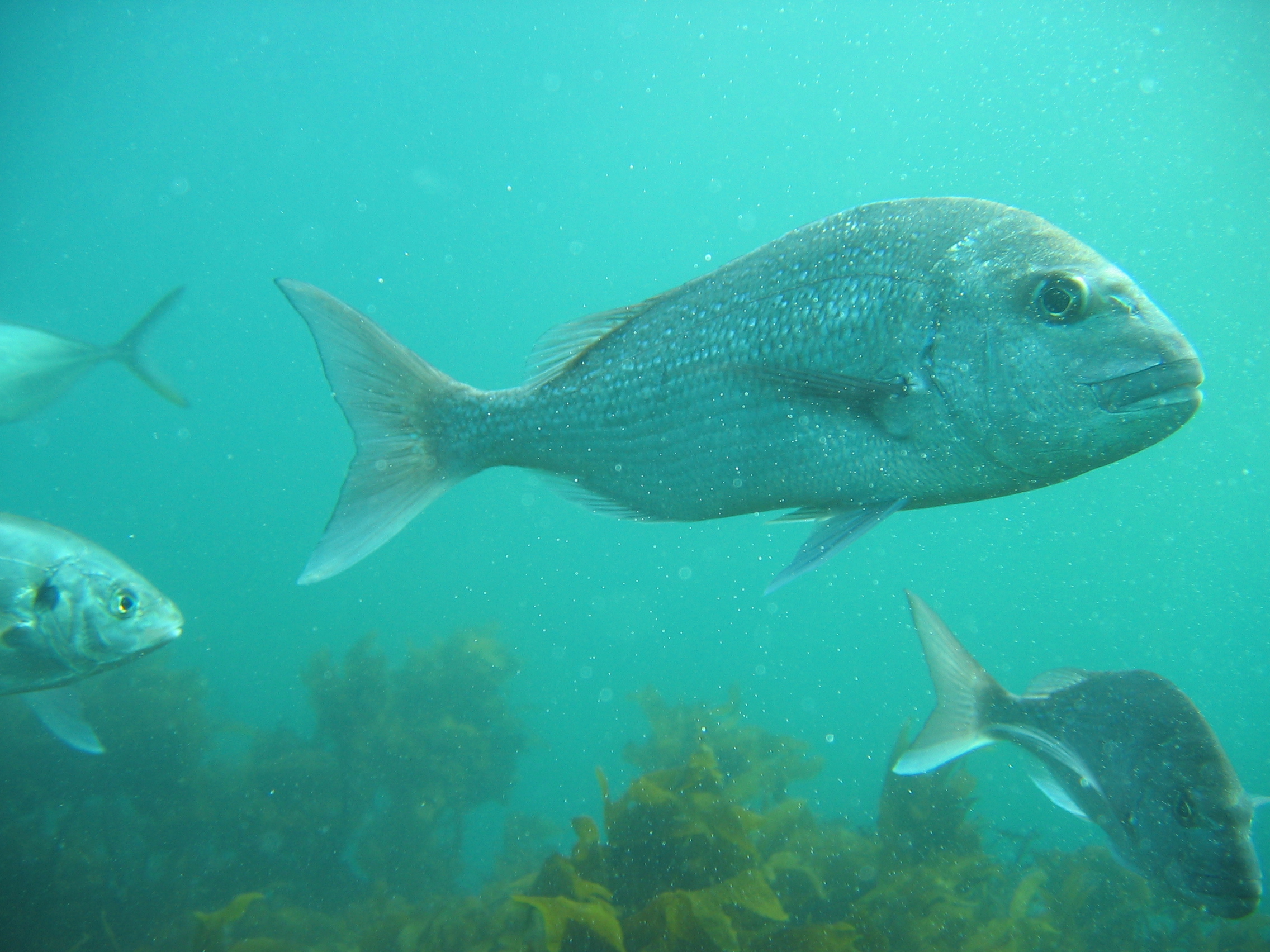 Overfishing of snapper has led to an explosion in kina populations and the emergence of “kina barrens”. Photo / Ben Knight