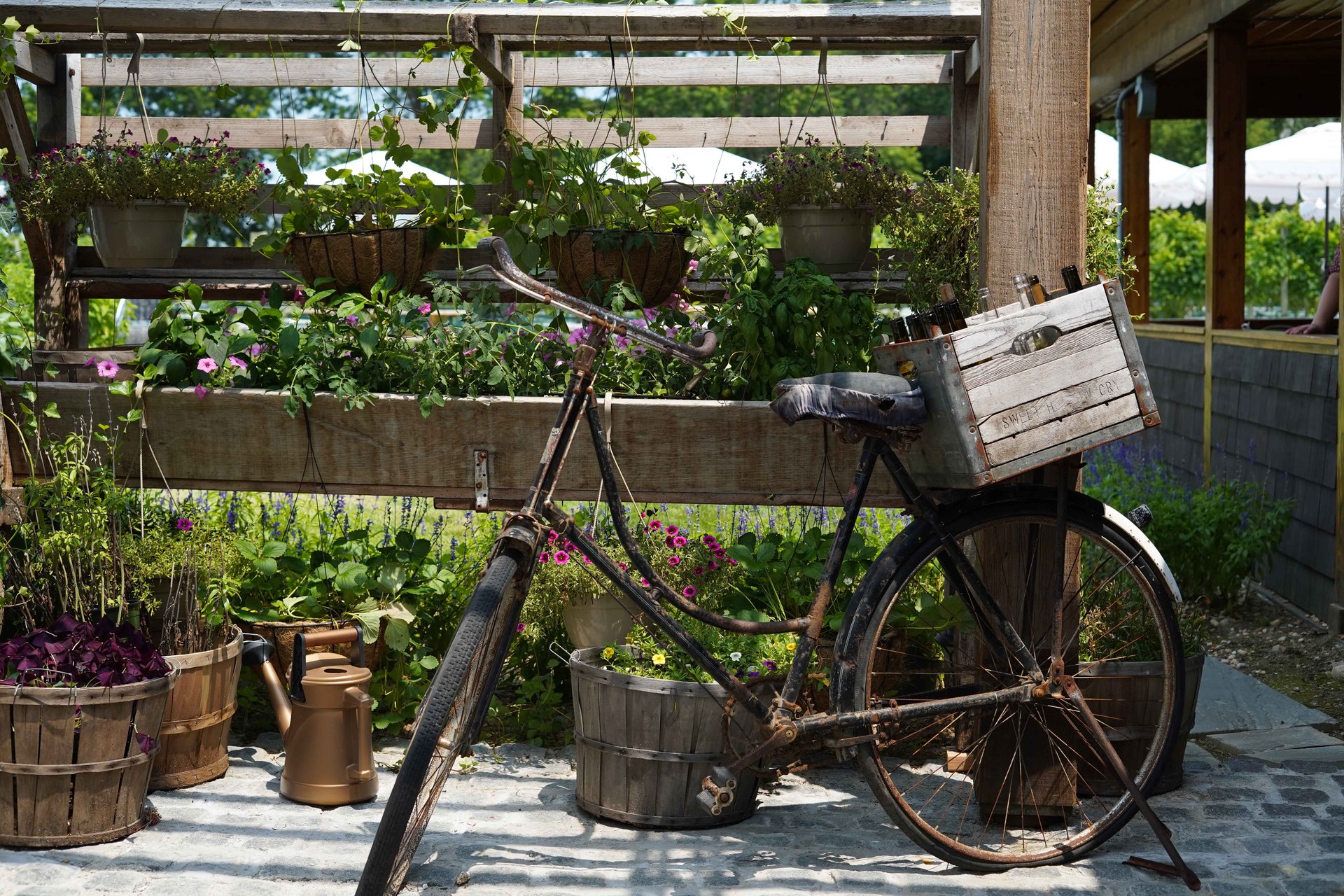Long Island's Terre Vite is a 3-acre vineyard that has been producing varietals for more than 20 years. Photo / Discover Long Island