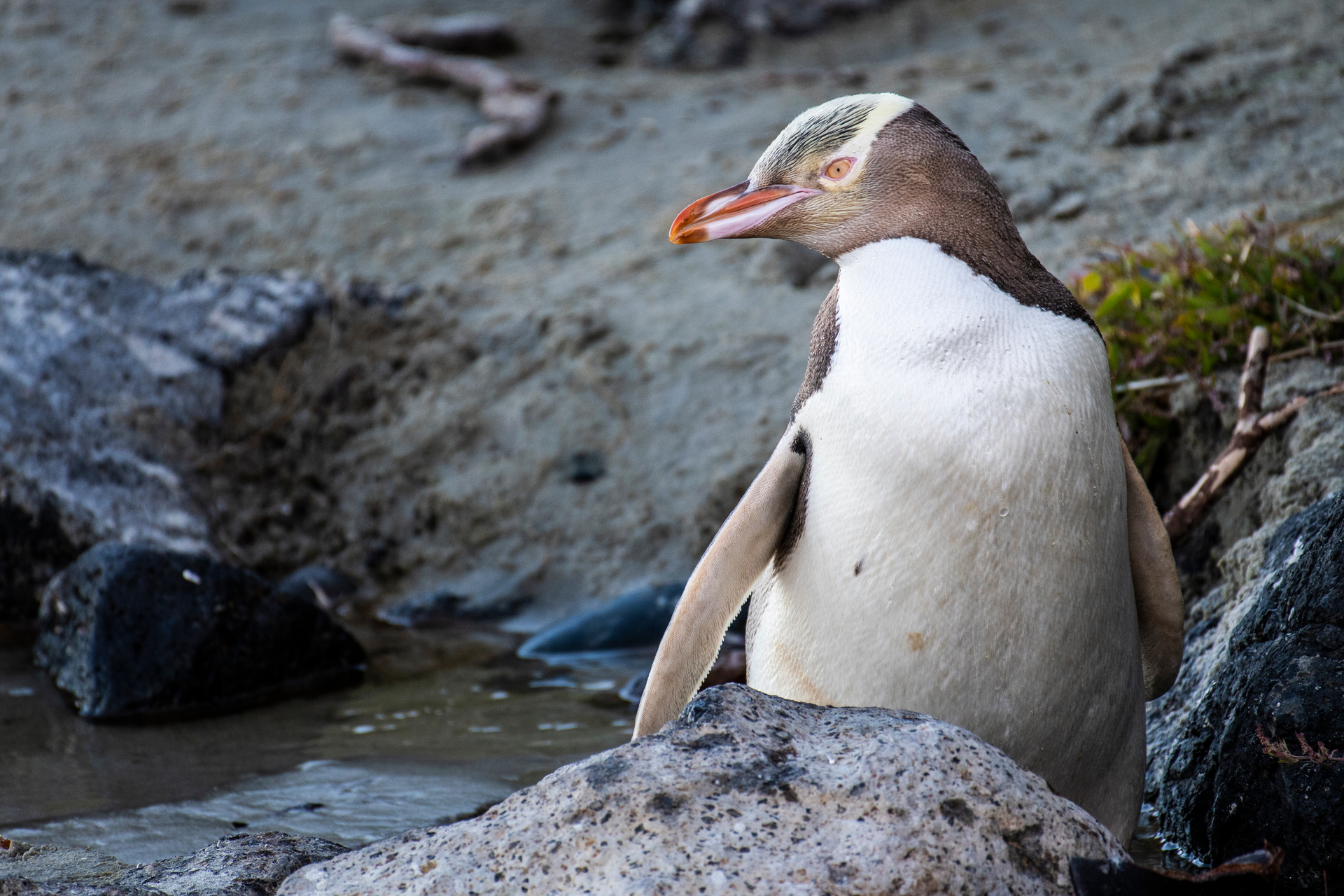 The evening is the best time to spot rare hoiho (yellow-eyed penguins) waddling along Otago Peninsula beaches. Photo / Getty Images