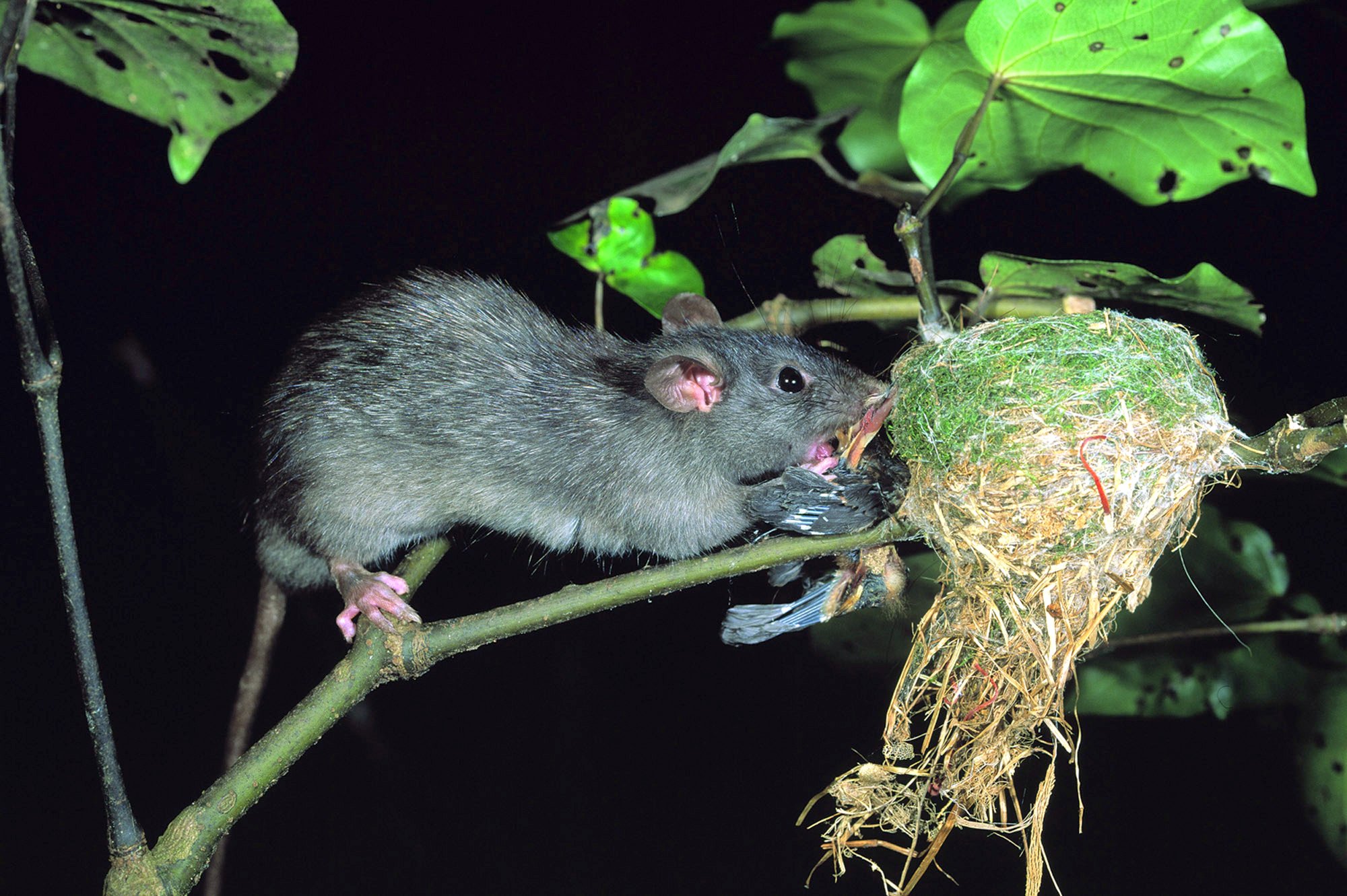 Rats, possums and mustelids are the key target species of New Zealand's predator-free mission. Photo / DoC