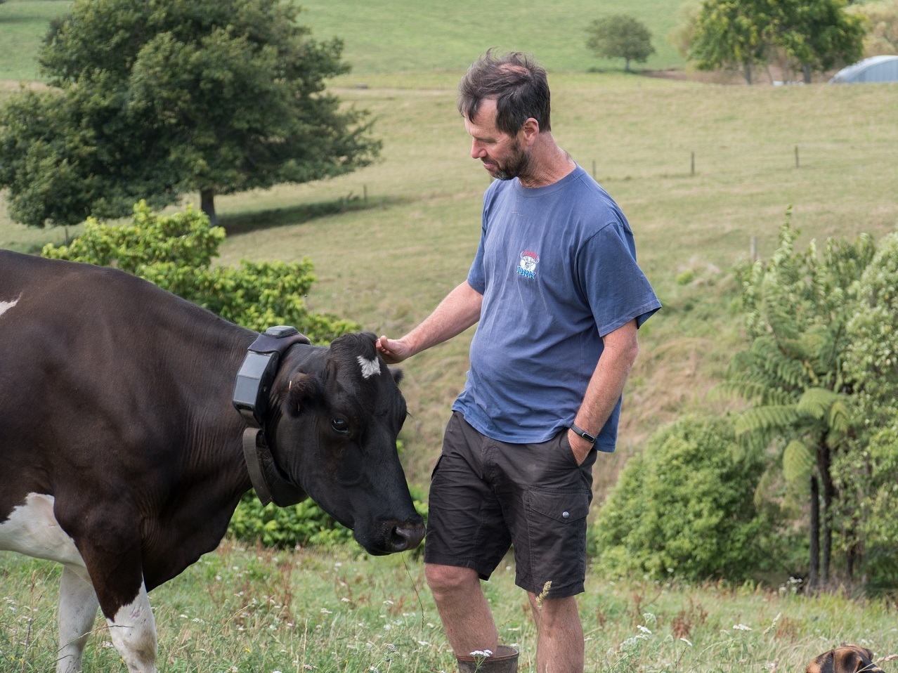 Early adopter: Waikato dairy farmer Pete Morgan. Photo / Supplied

