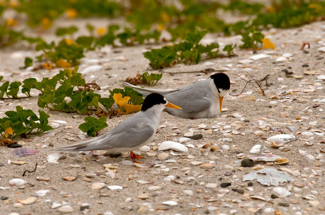 The NZ fairy tern. CREDIT: Malcolm Pullman