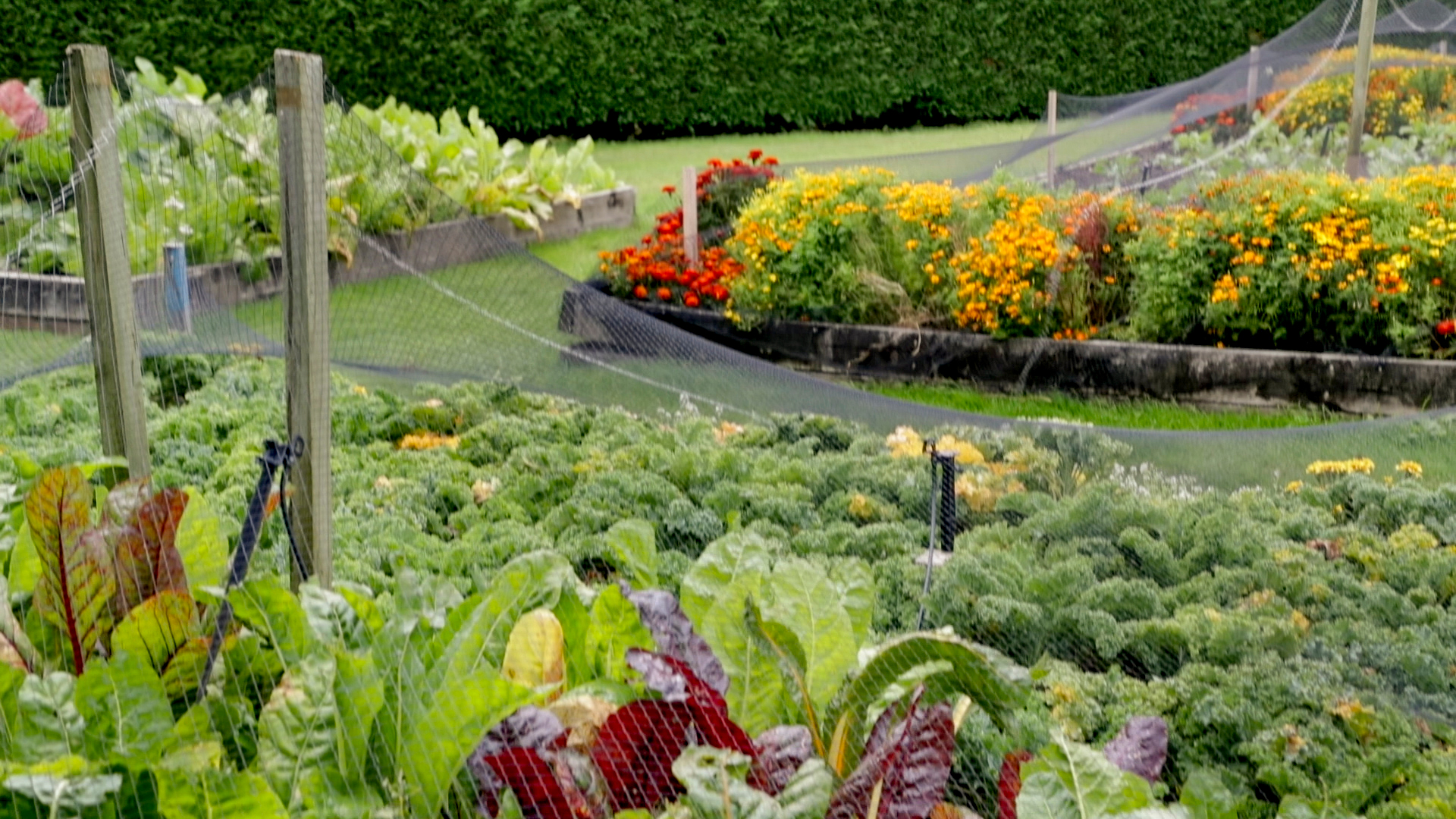 Craggy Range wineries growing vegetable gardens growing beside their world famous grape vines. Photo / Warren Buckland