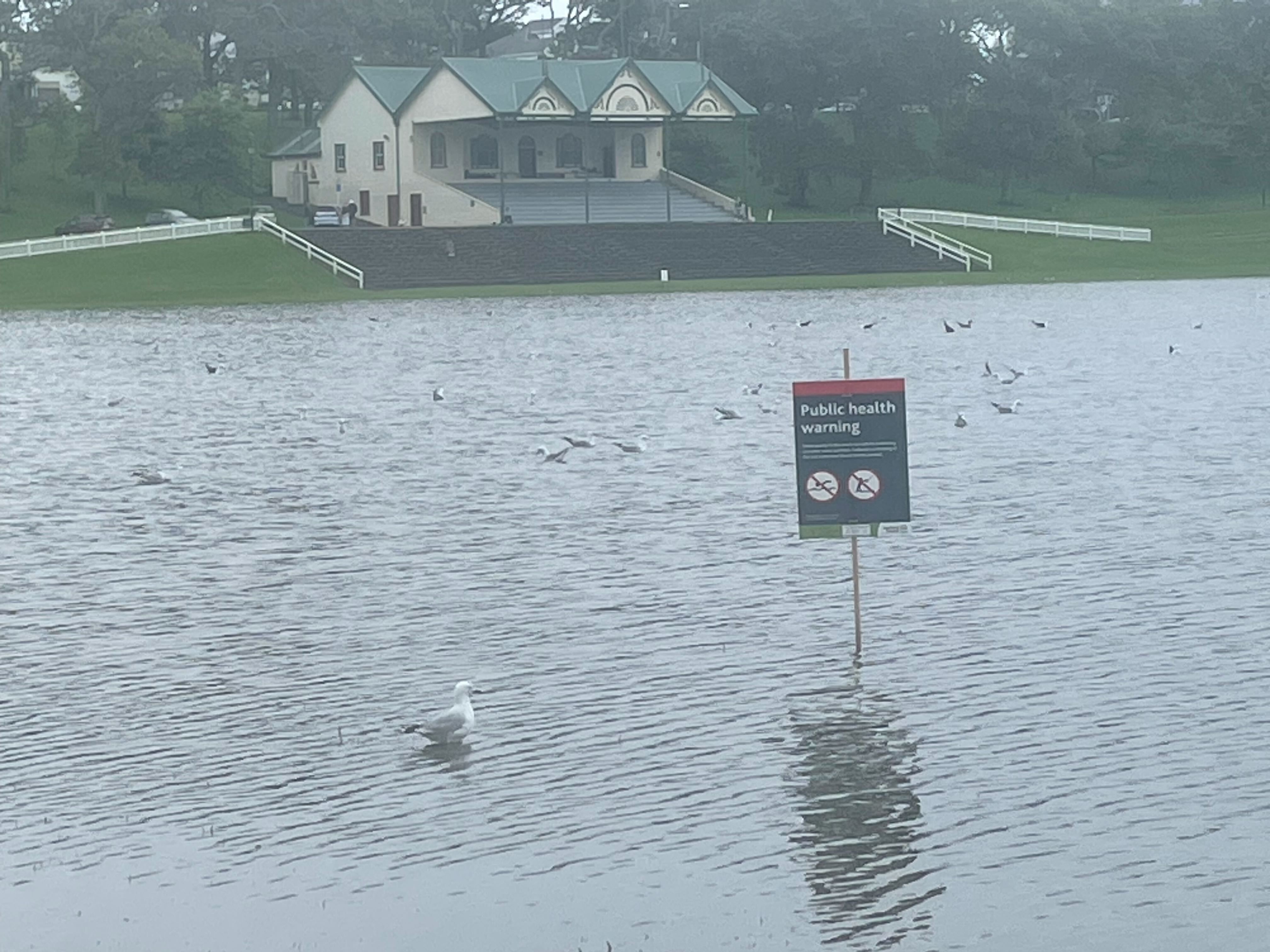 Public health warnings have been placed in the massive lake that has formed in the Auckland Domain. Photo / NZME