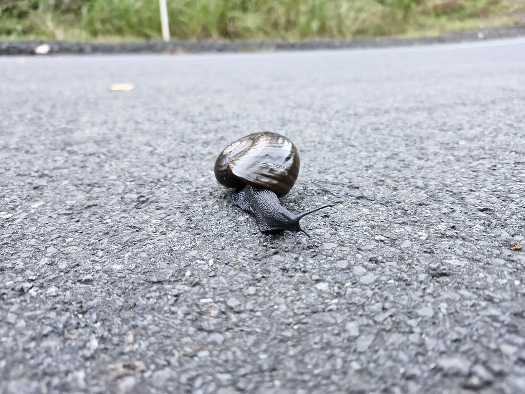 Kauri snails/pupurangi are a regular sight on SH1 over Mangamuka Gorge during repair works at the site.