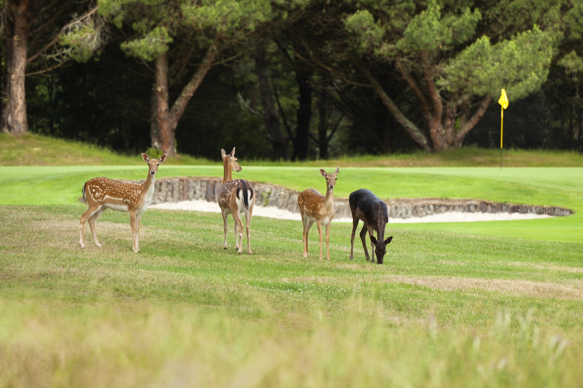 Wairakei International Golf & Sanctuary has been designed to include a five-kilometre 'Xcluder' fence. Photo / Supplied