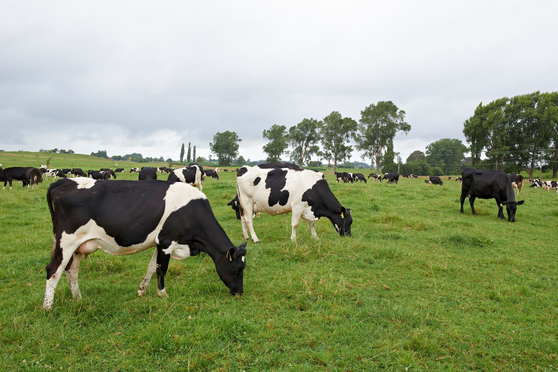 Agriculture is New Zealand's largest emitter by industry.